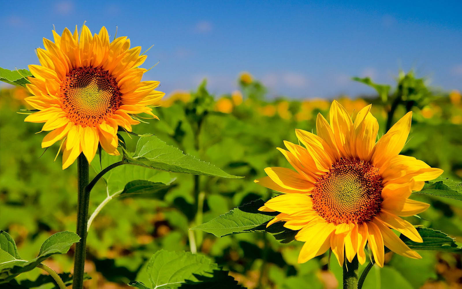 Sunflower In A Field Of Sunshine