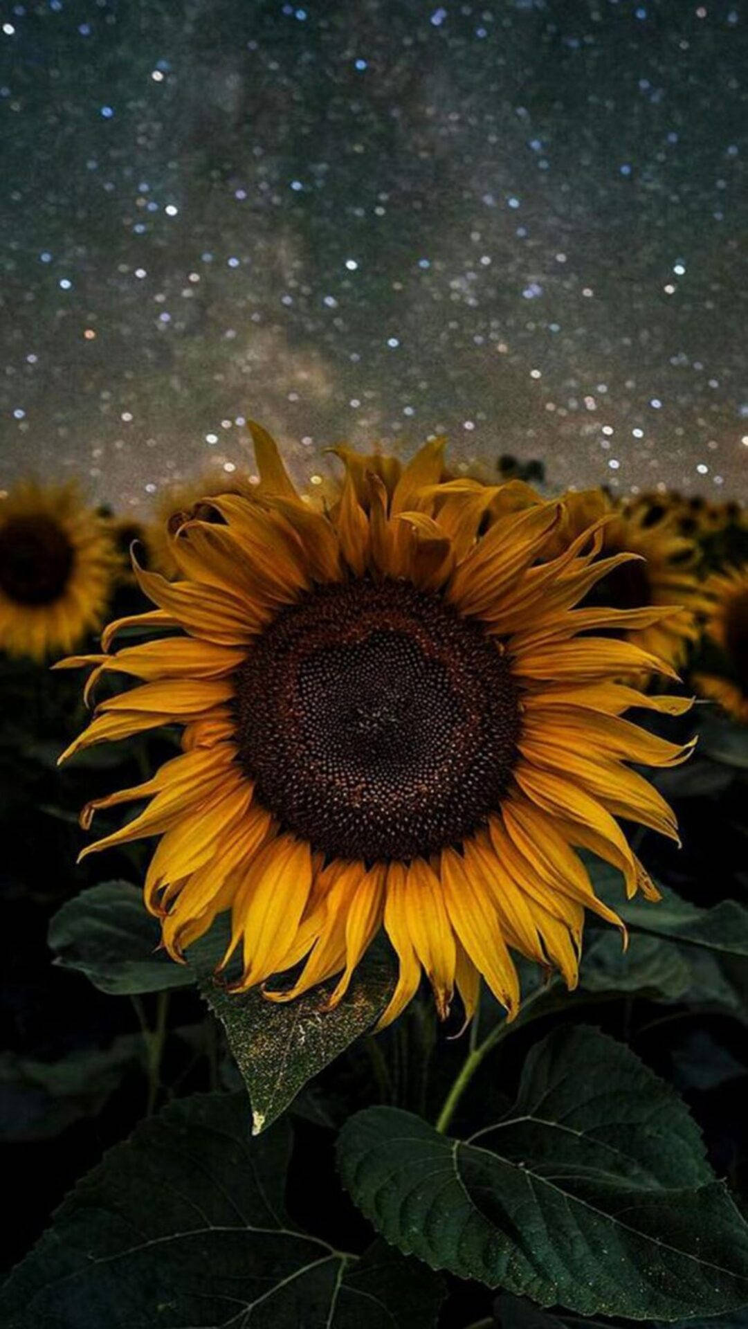 Sunflower In Starry Night Iphone Background