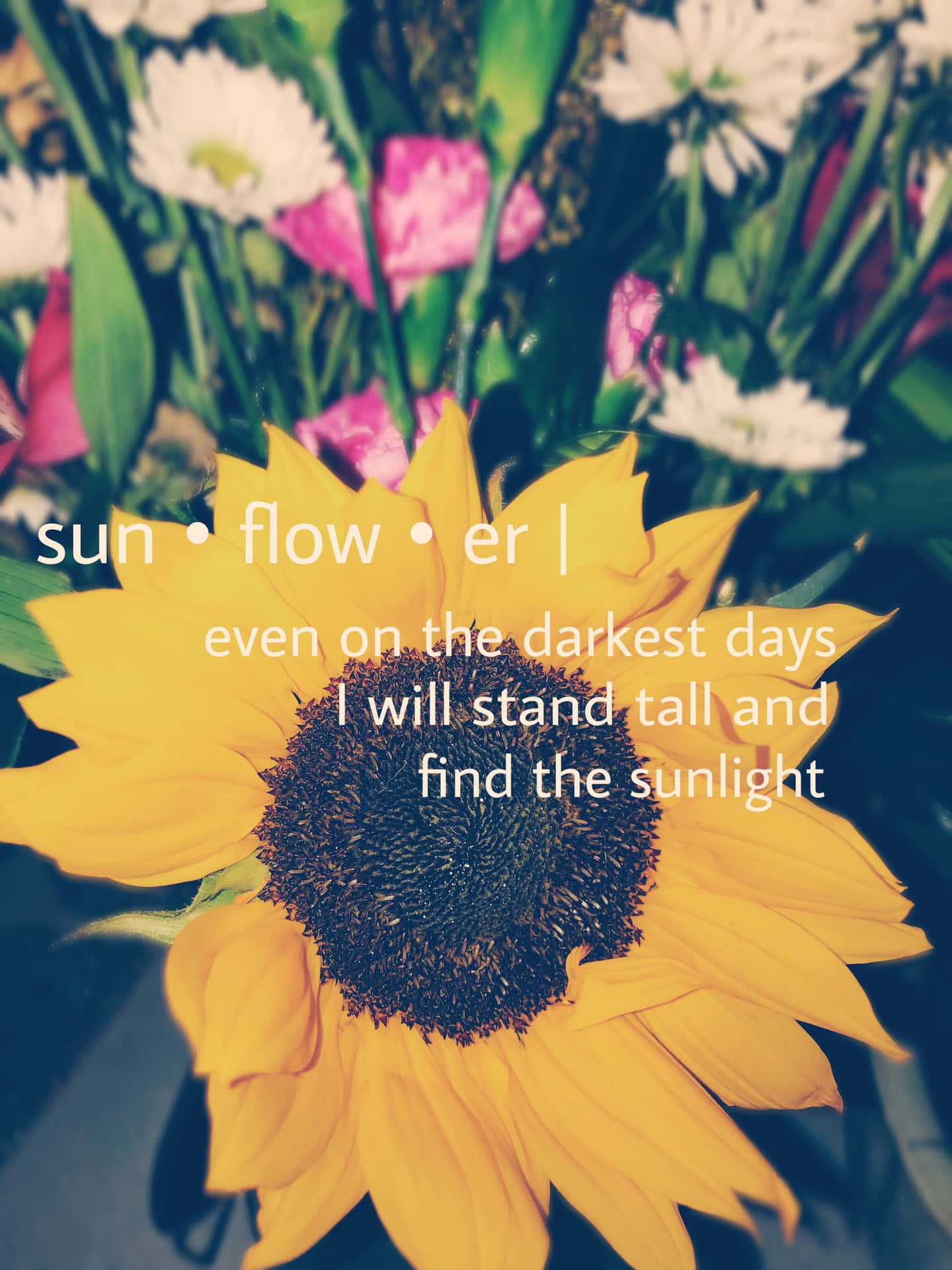 Sunflower Inspirational Quotes Background