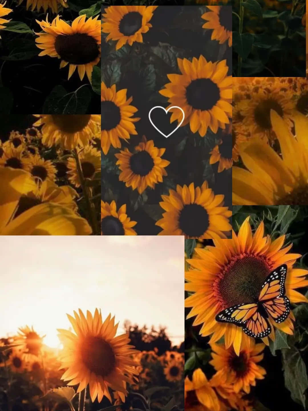 Sunflower_ Montage_with_ Butterfly_ Accent Background