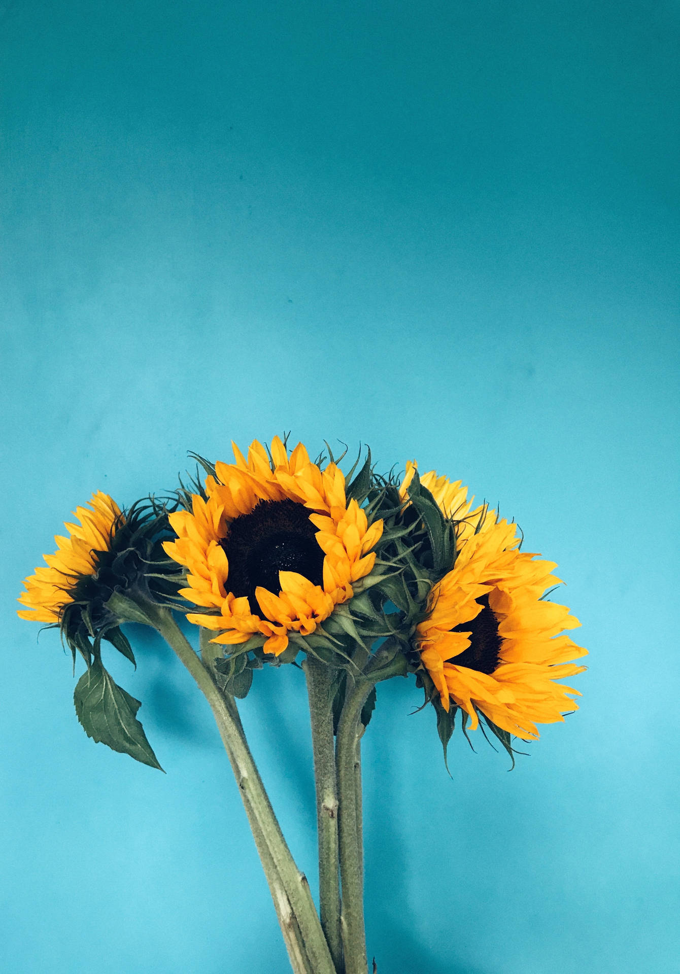 Sunflower On Blue Color Hd