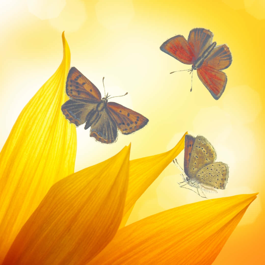 Sunflower_ Petals_with_ Butterflies Background