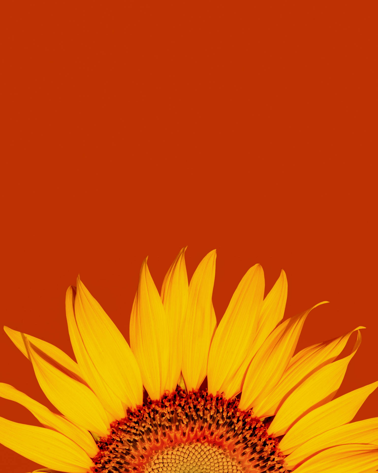 Sunflower Petals Background