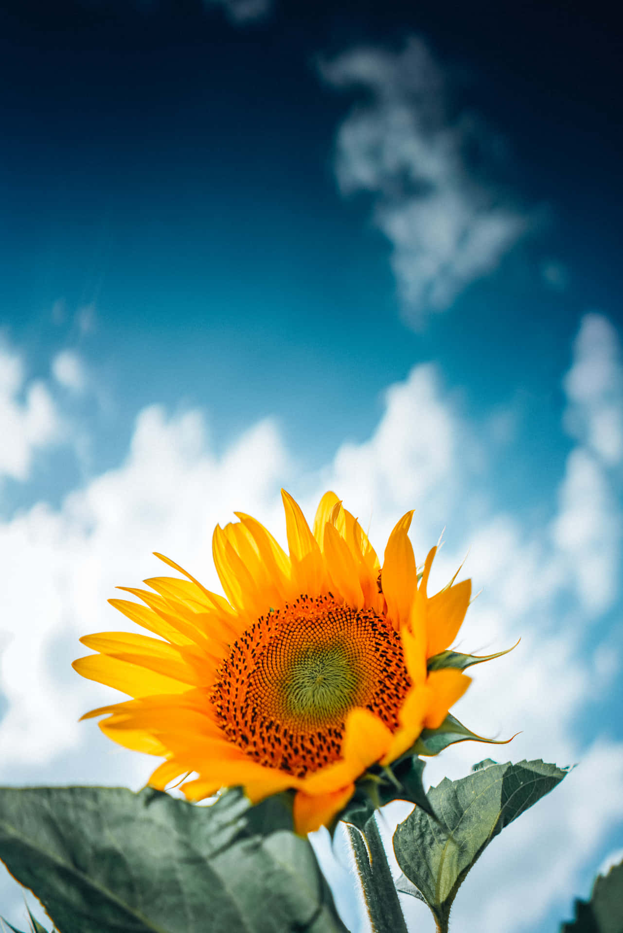 Sunflower Phone - Modern And Stylish Communication Background