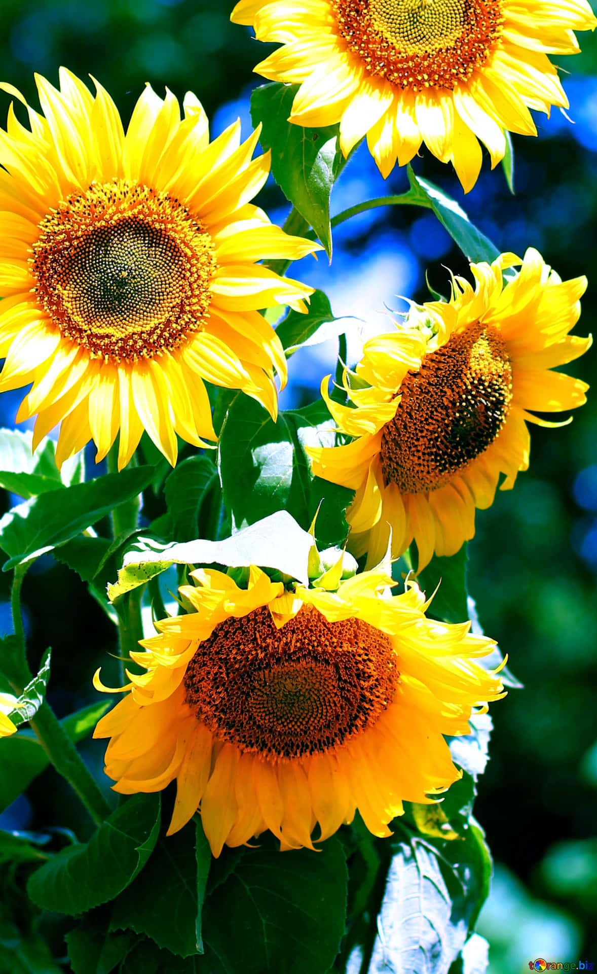 Sunflower Phone Under The Sun Background