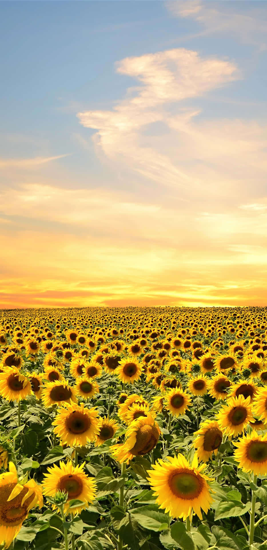 Sunflower Phone With A Golden Sky Background