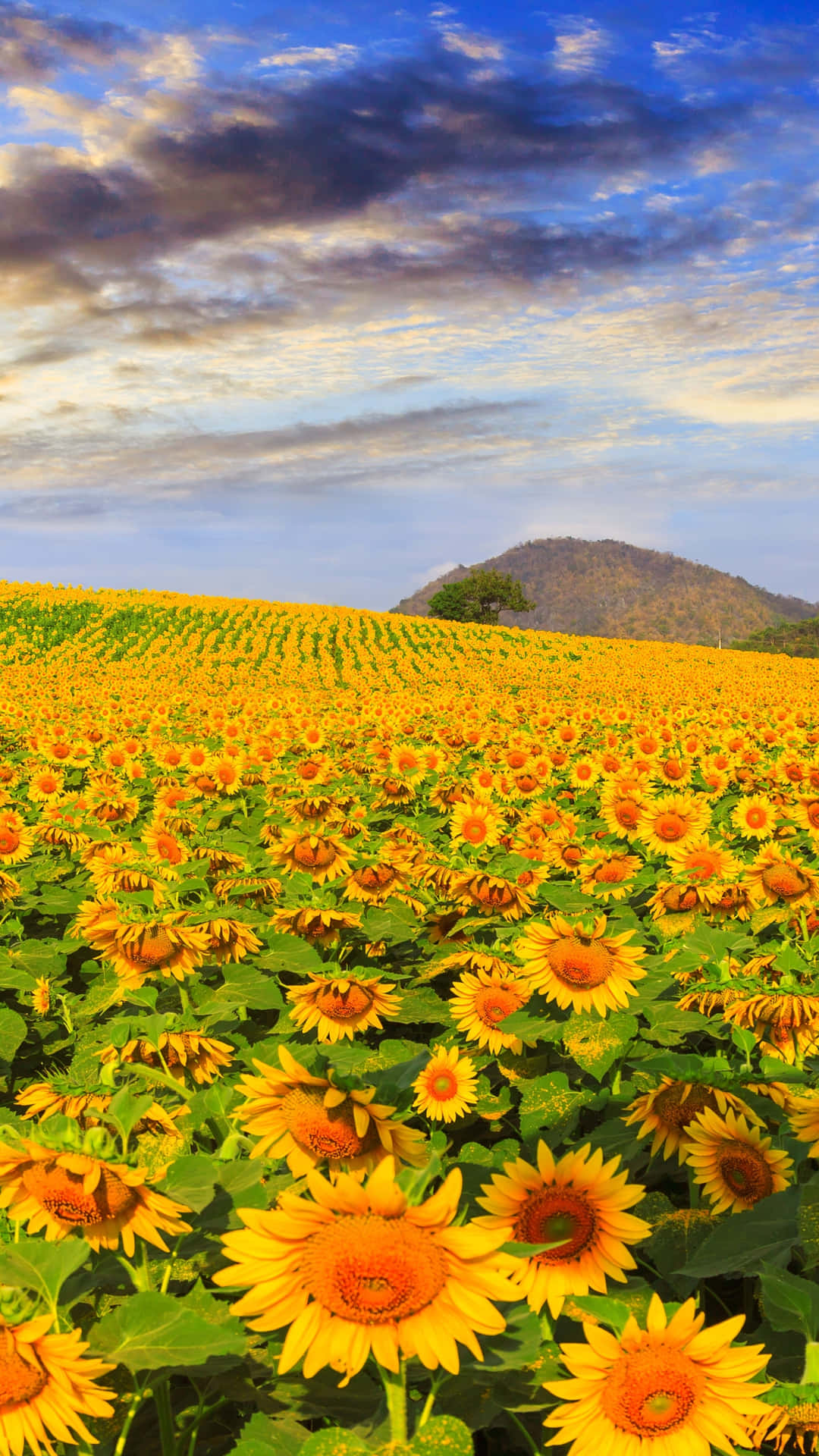 Sunflower Phone With A Hill Background