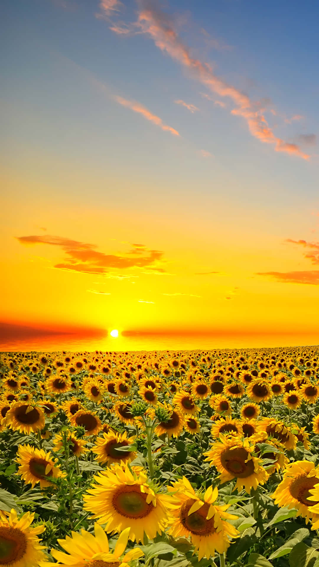 Sunflower Phone With The Sun Setting Background