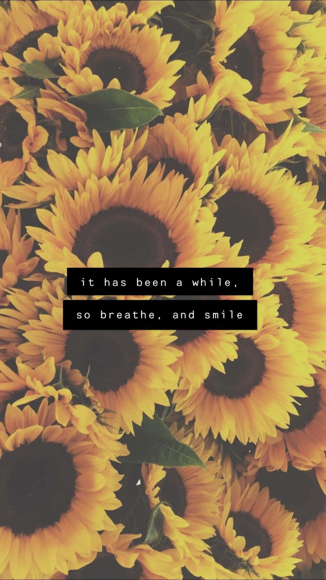 Sunflower Positive Quotes Background