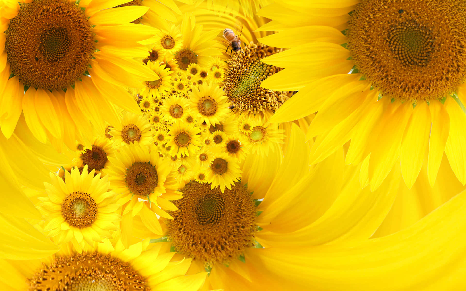 Sunflower Reaching For The Summer Sky Background