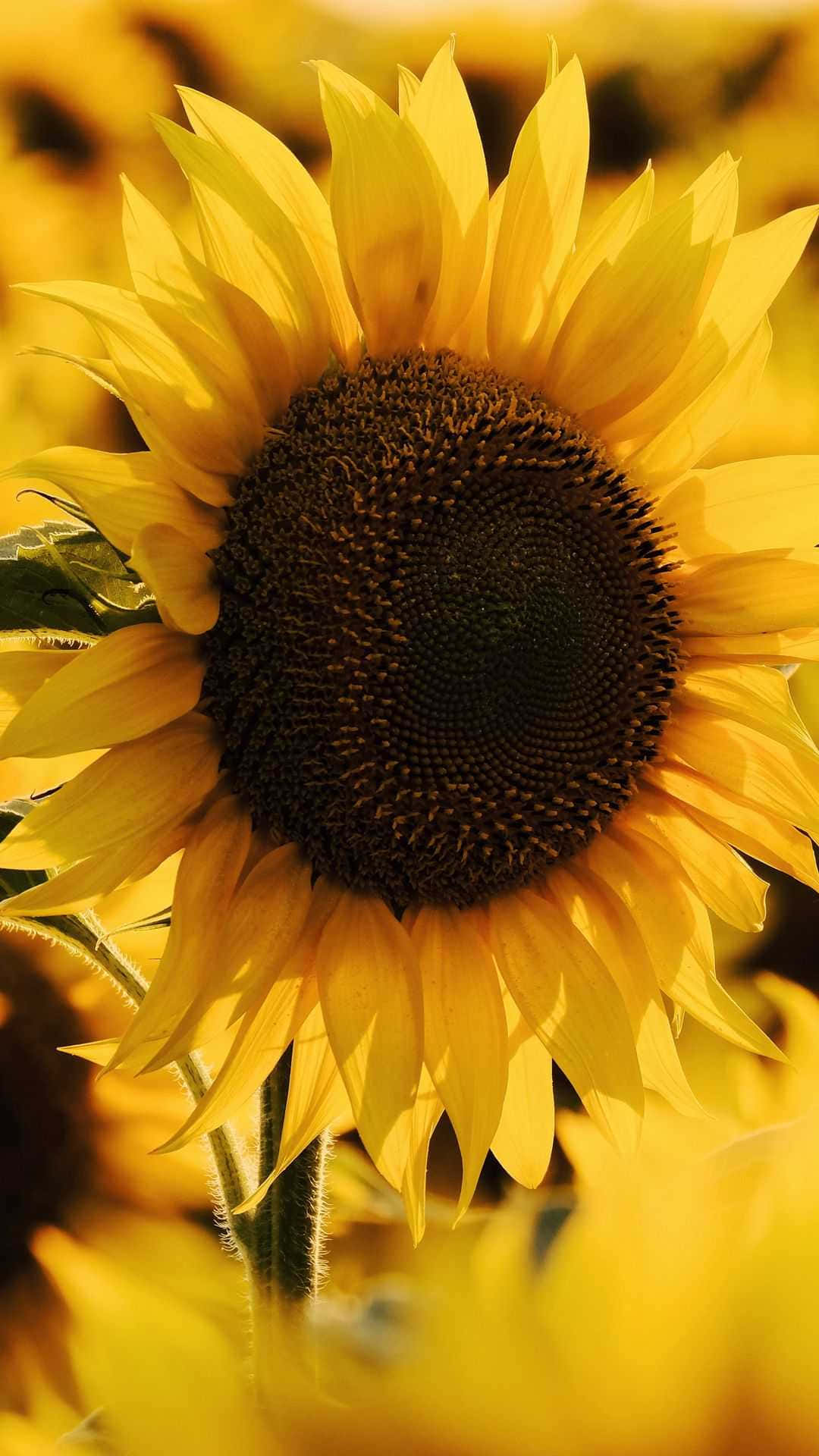 Sunflower Standing Proud And Tall Infront Of A Beautiful Field Of Yellow Wildflowers. Background