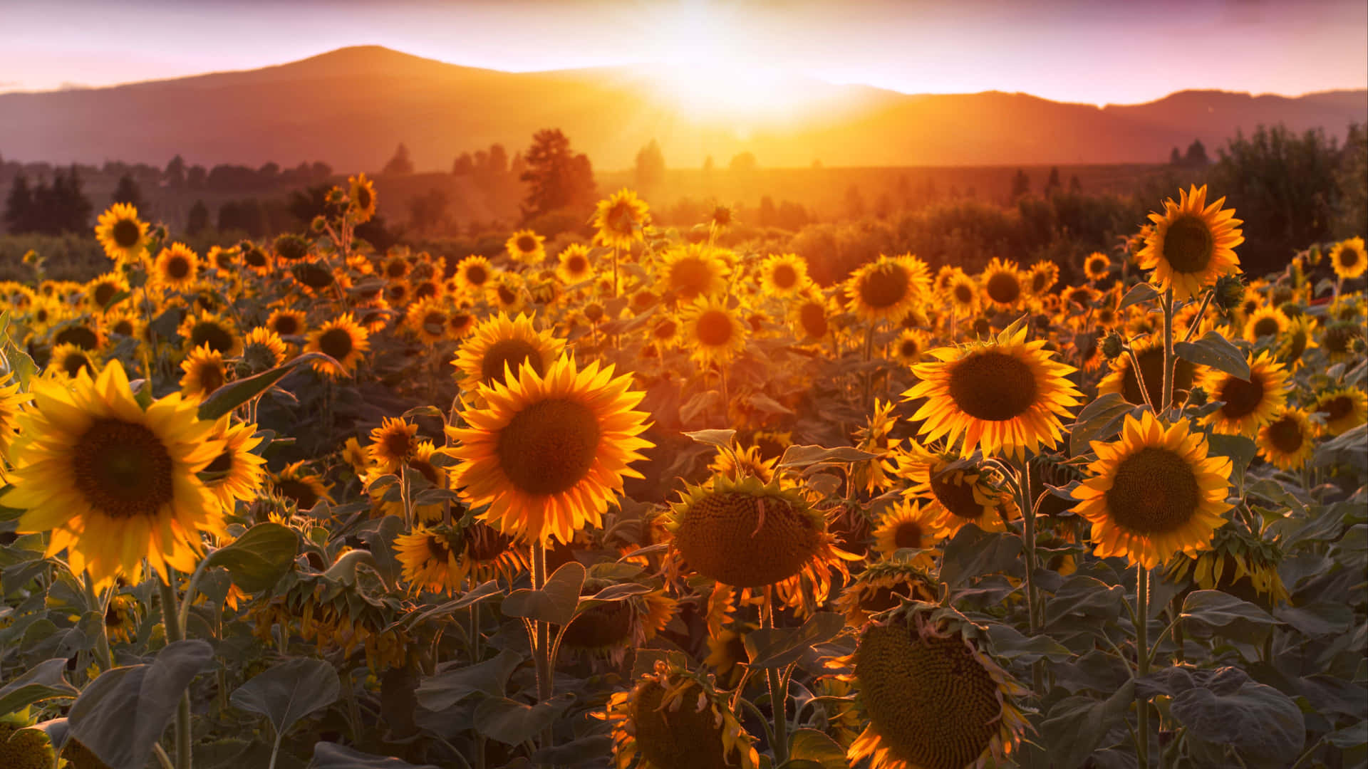 Sunflower_ Sunset_ Glow_4 K_ Ultra_ Wide Background