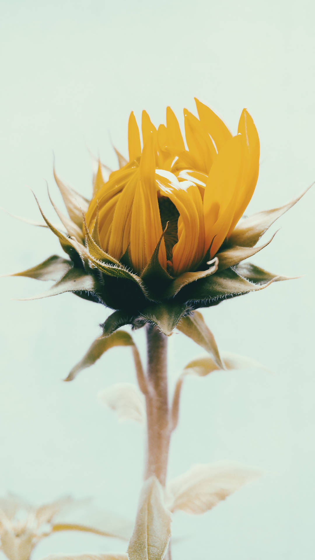 Sunflower Under The Bright Blue Sky Background
