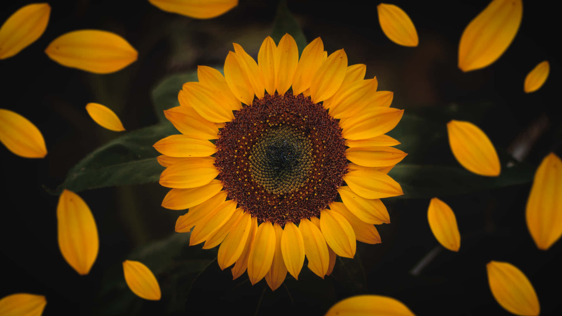 Sunflower Wallpapers Hd Background