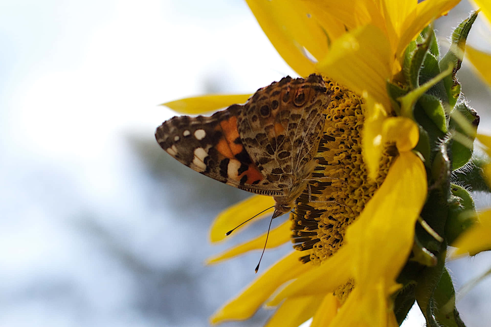 Sunflower With Butterfly Closeup.jpg Background