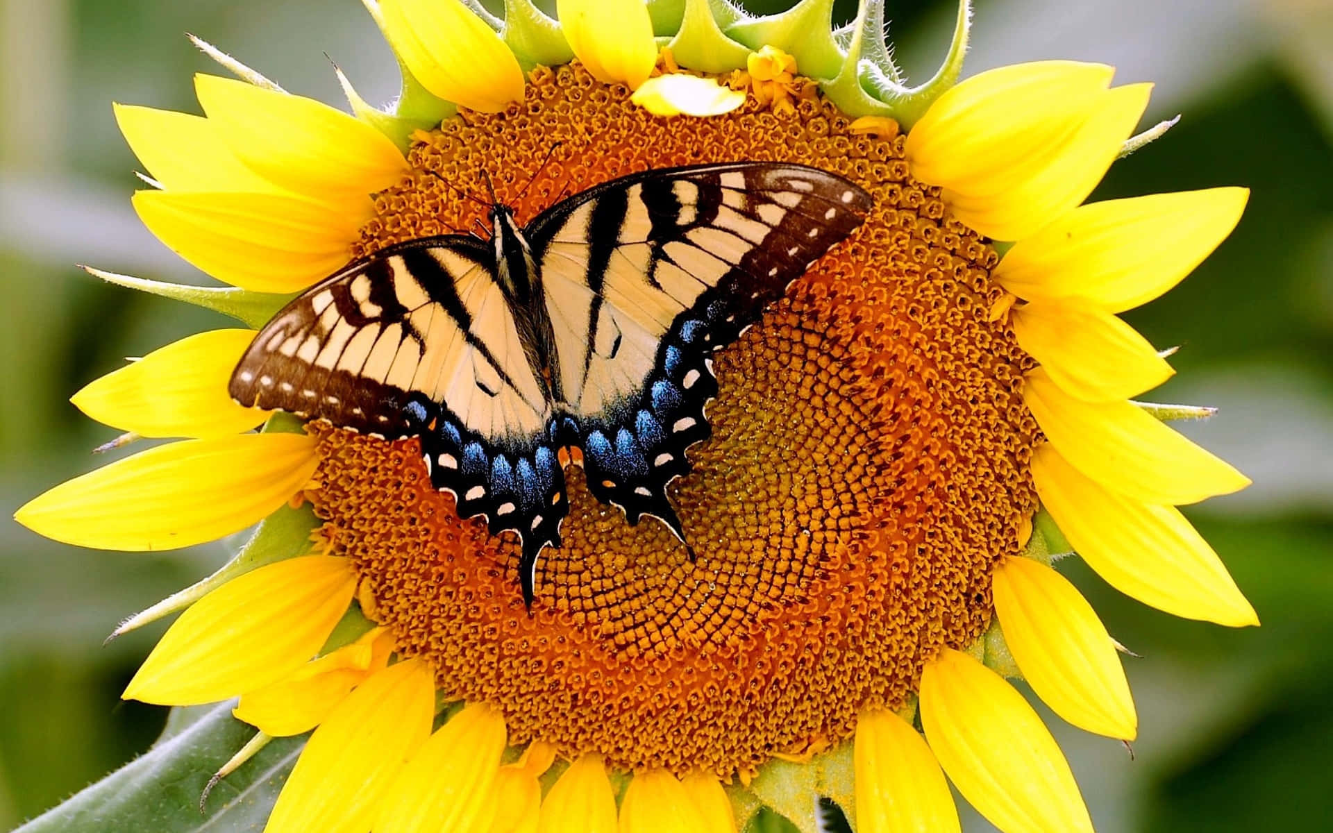 Sunflower_with_ Butterfly_ Perched Background
