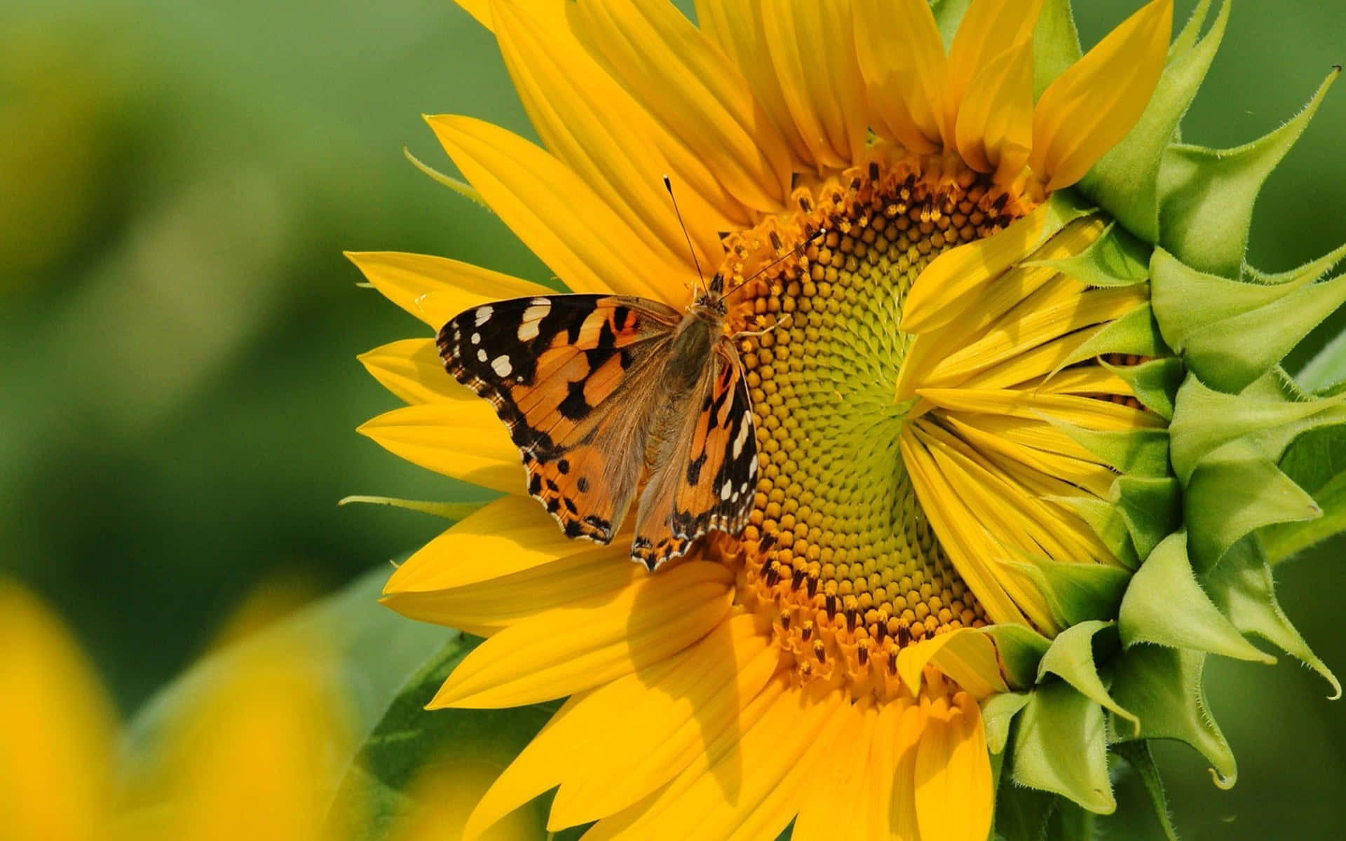 Sunflower_with_ Painted_ Lady_ Butterfly Background