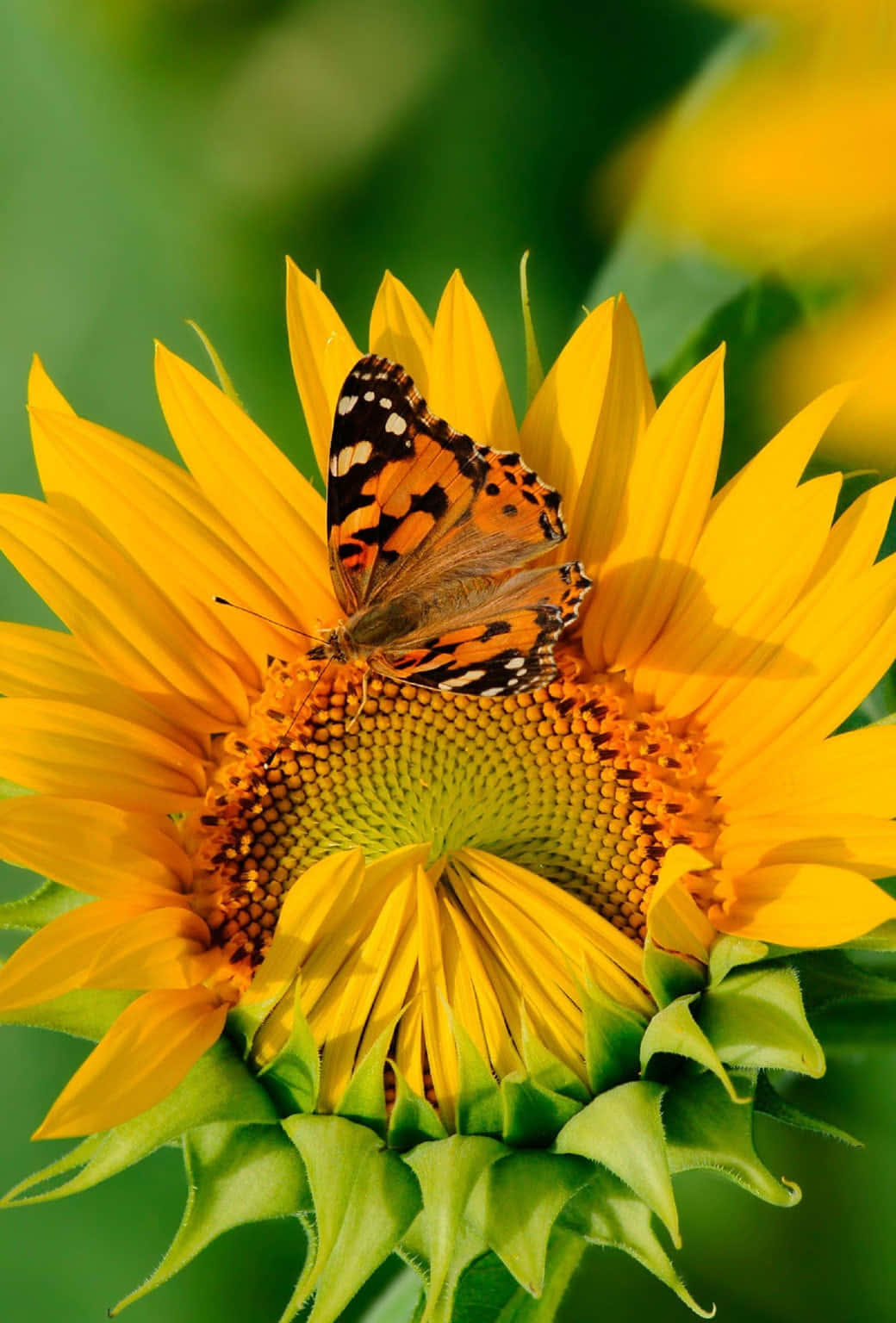 Sunflower_with_ Painted_ Lady_ Butterfly.jpg Background