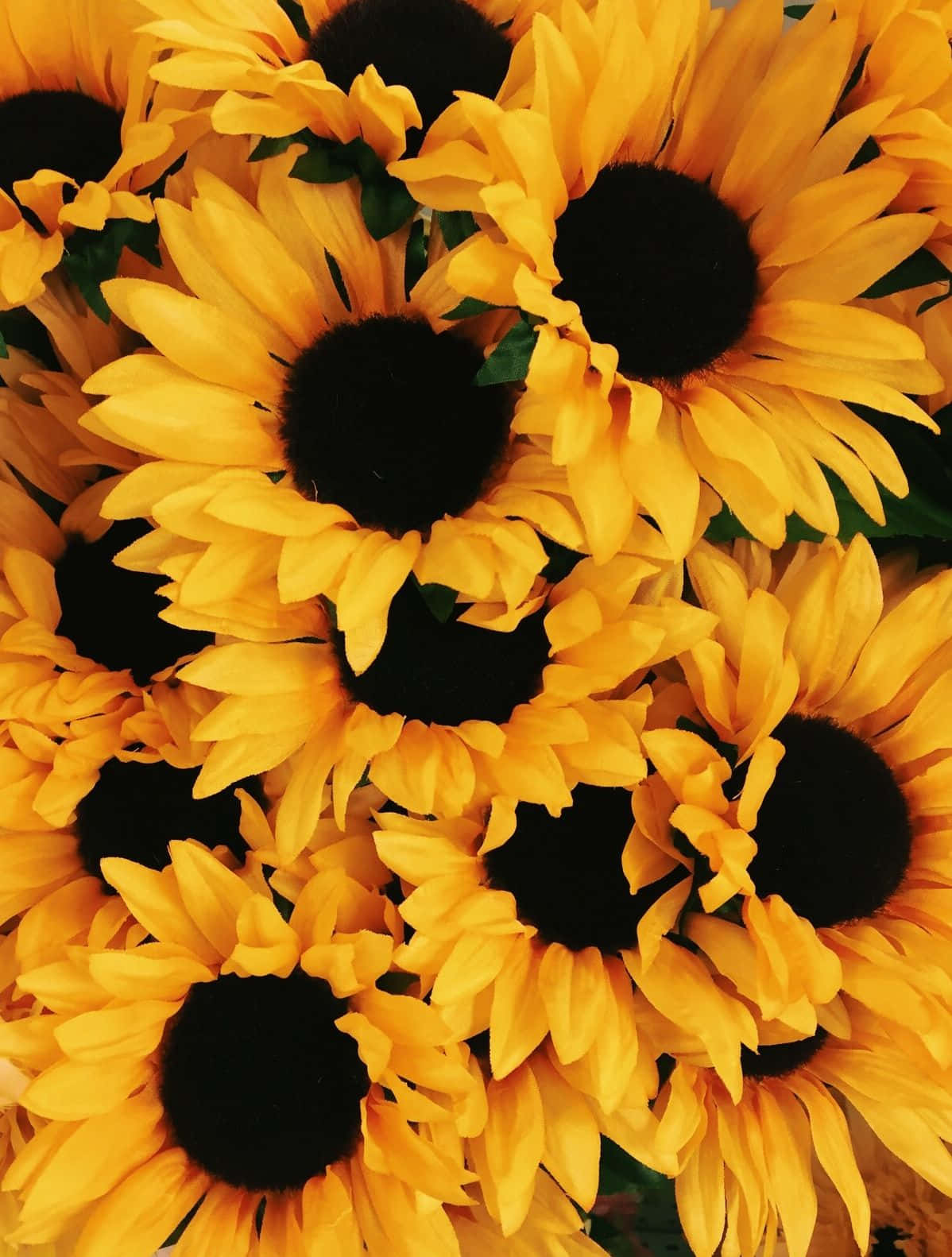 Sunflower With Striking Yellow Petals And A Beautiful Yellow Center Background