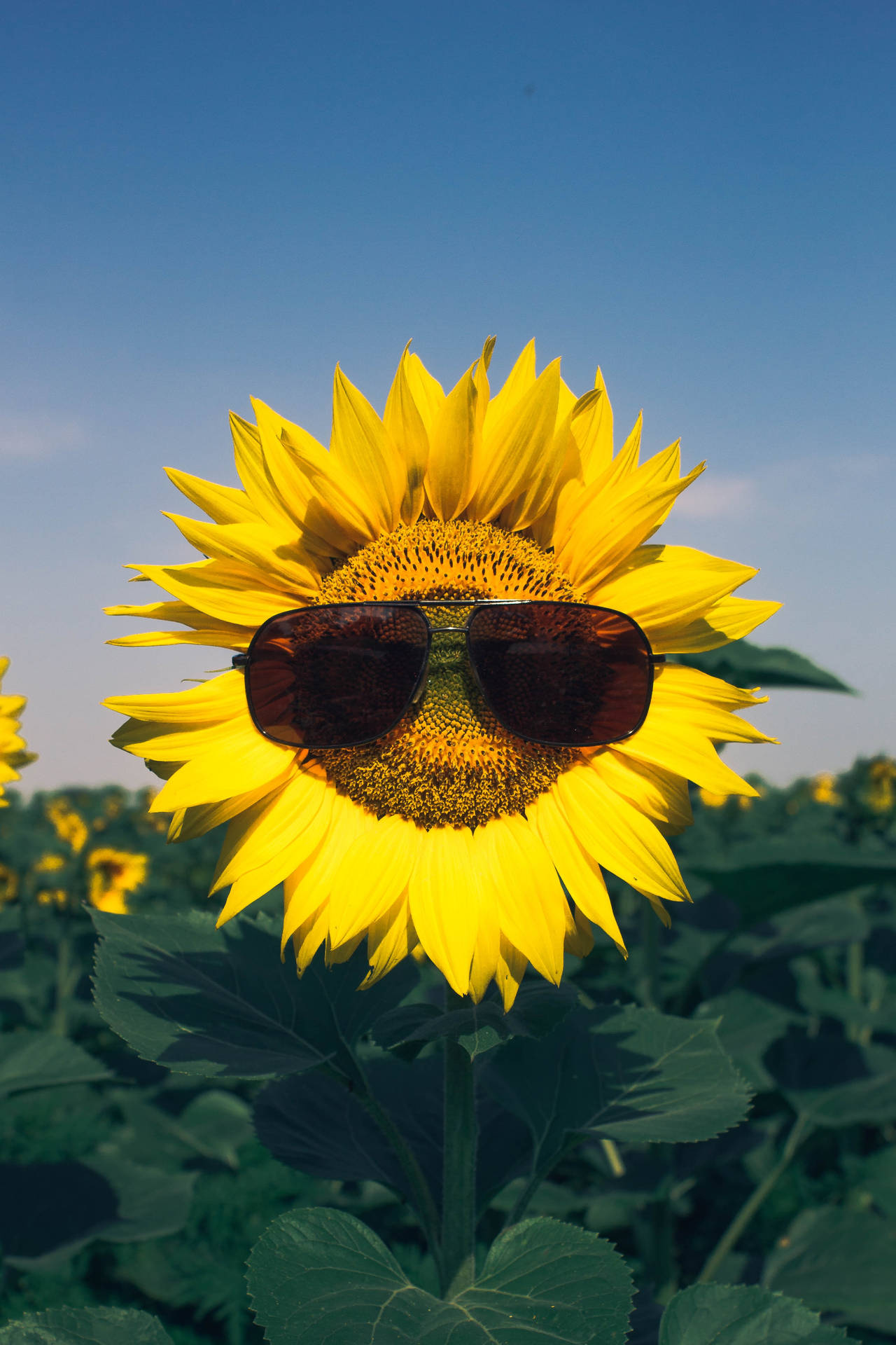 Sunflower With Sunglasses Background
