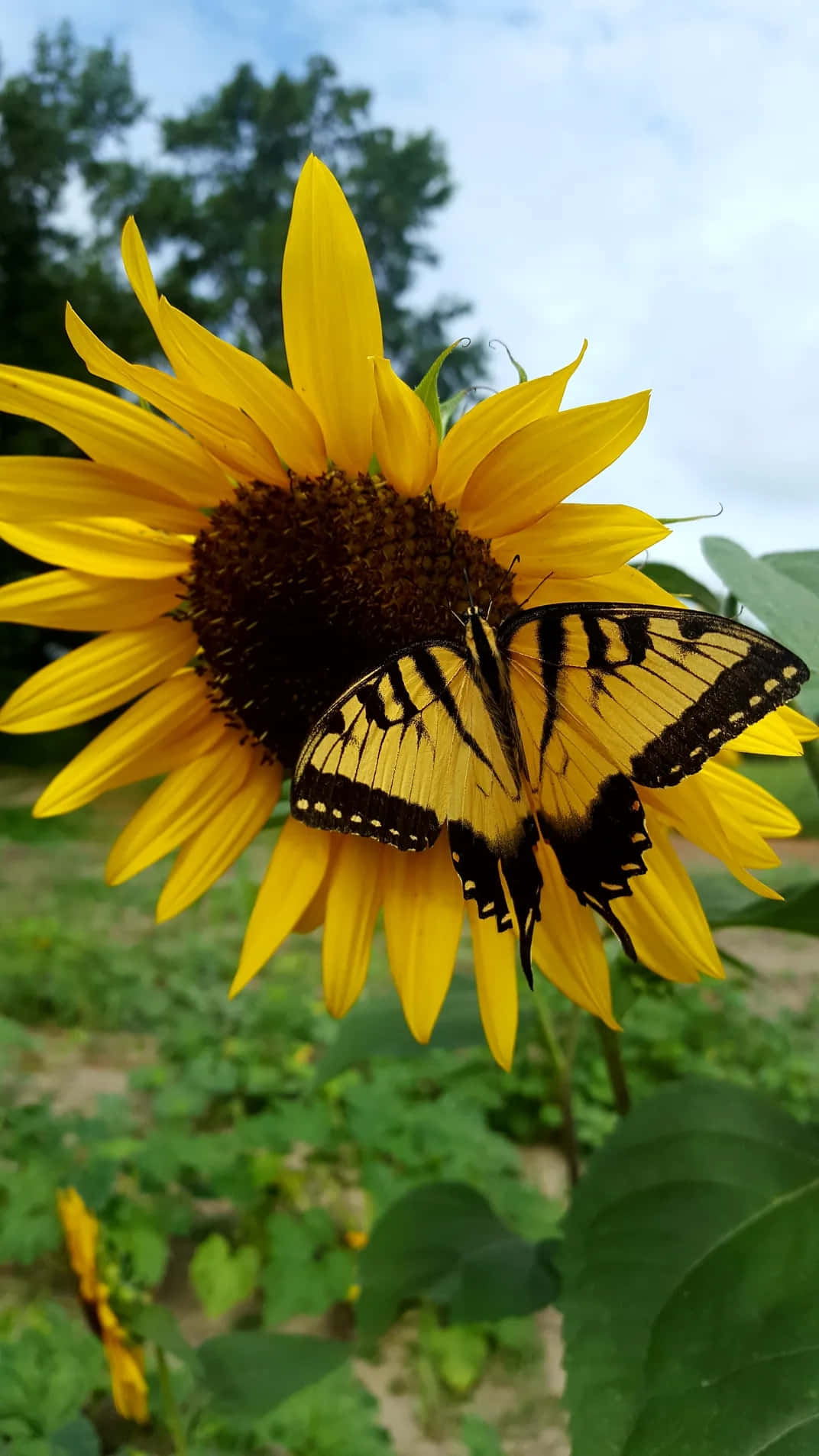 Sunflower_with_ Yellow_ Butterfly Background