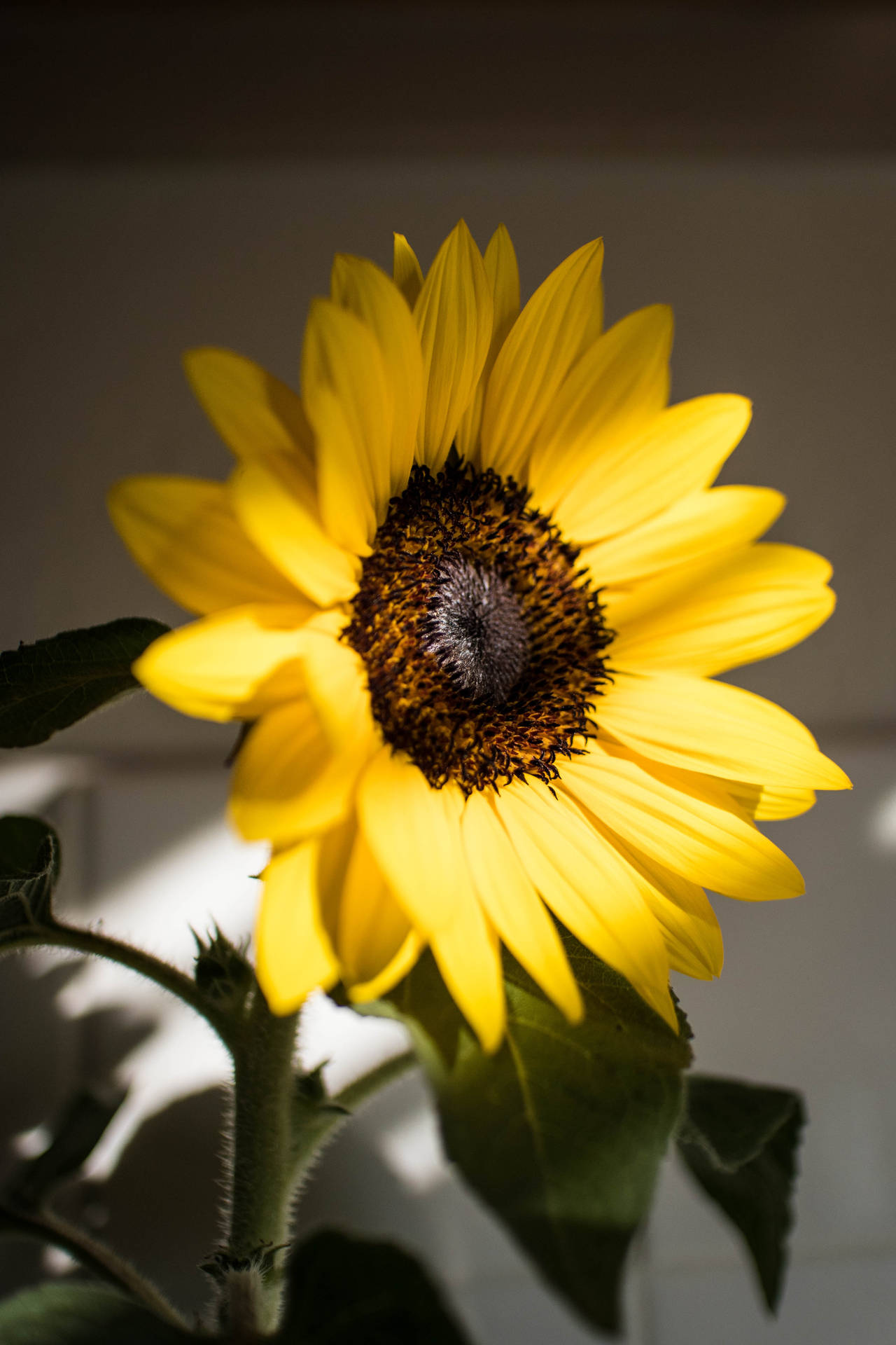 Sunflower Yellow Hd Iphone Background