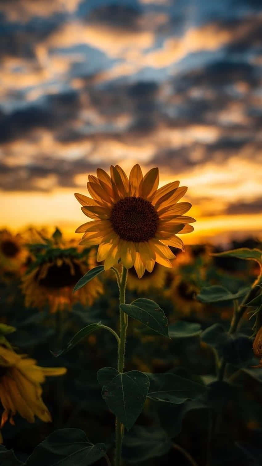 Sunflowerat Sunset Background