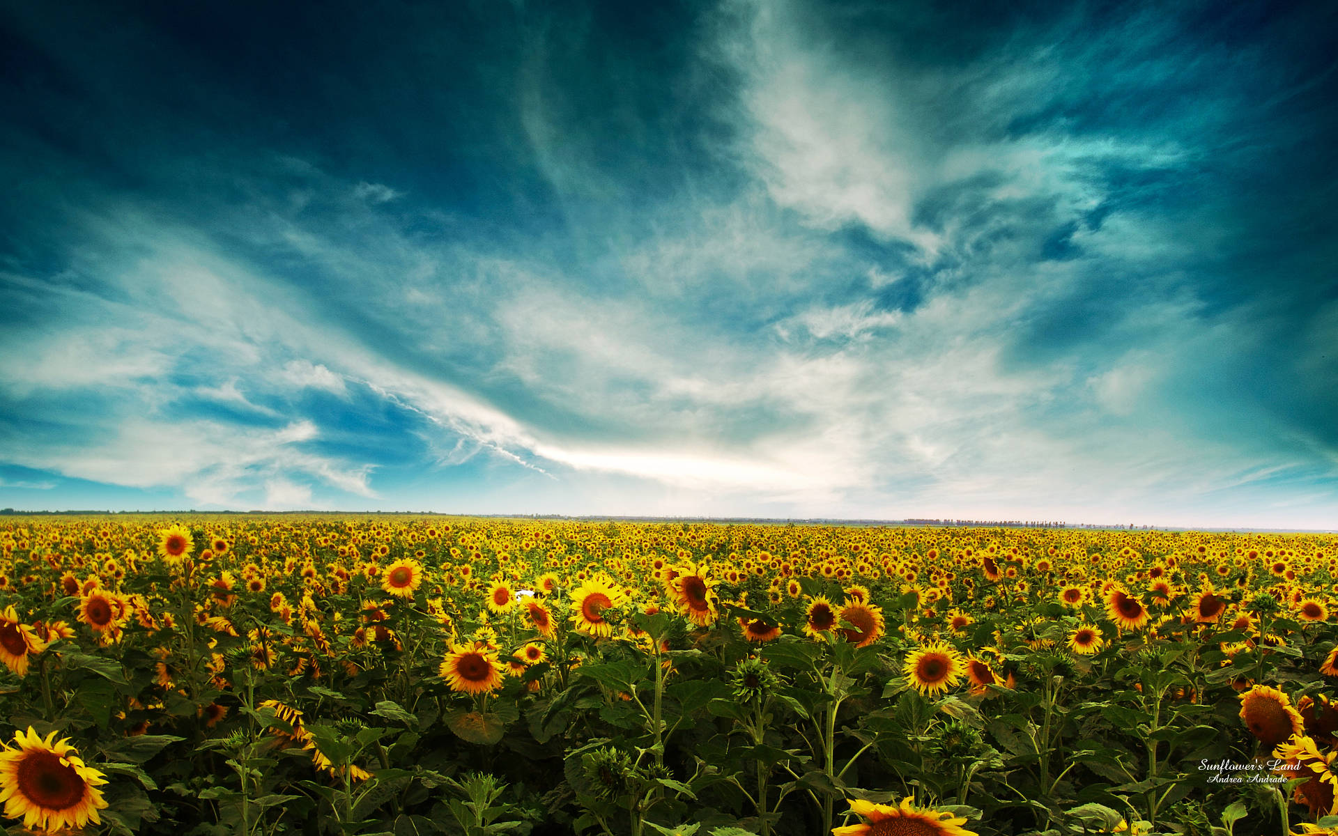 Sunflowers And Roses: A Colorful And Joyful Combination Background