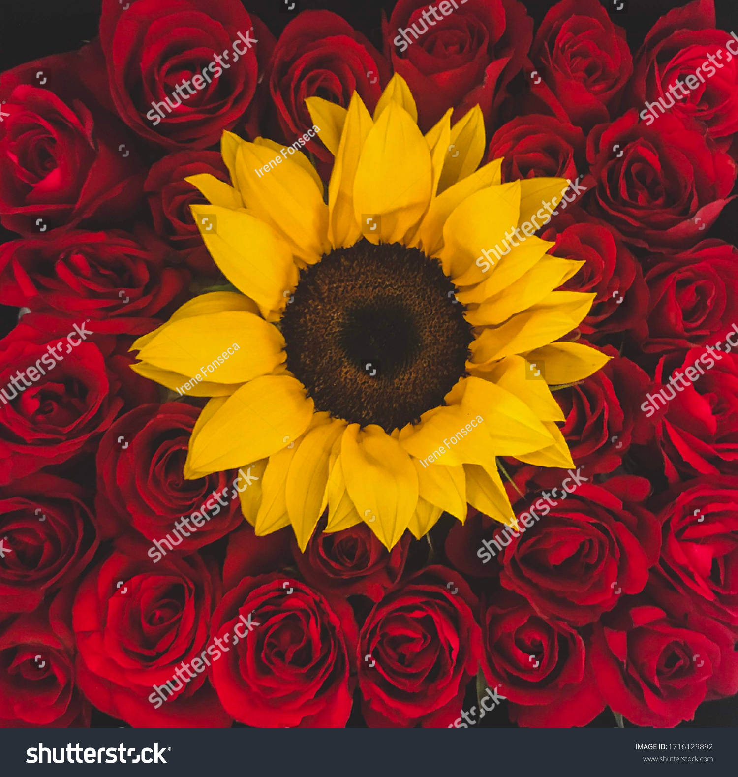 Sunflowers And Roses Design Background