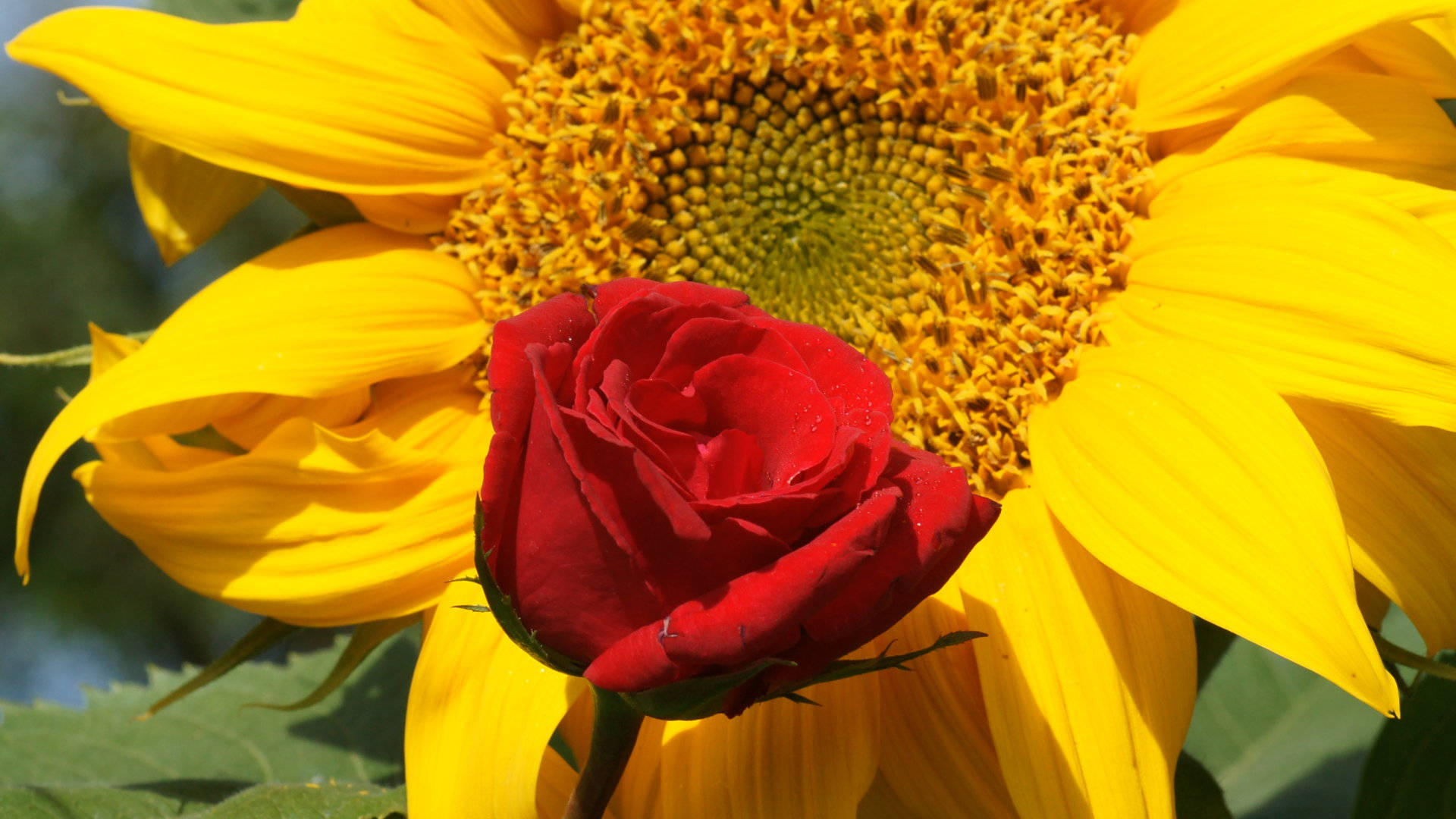 Sunflowers And Roses Garden Display