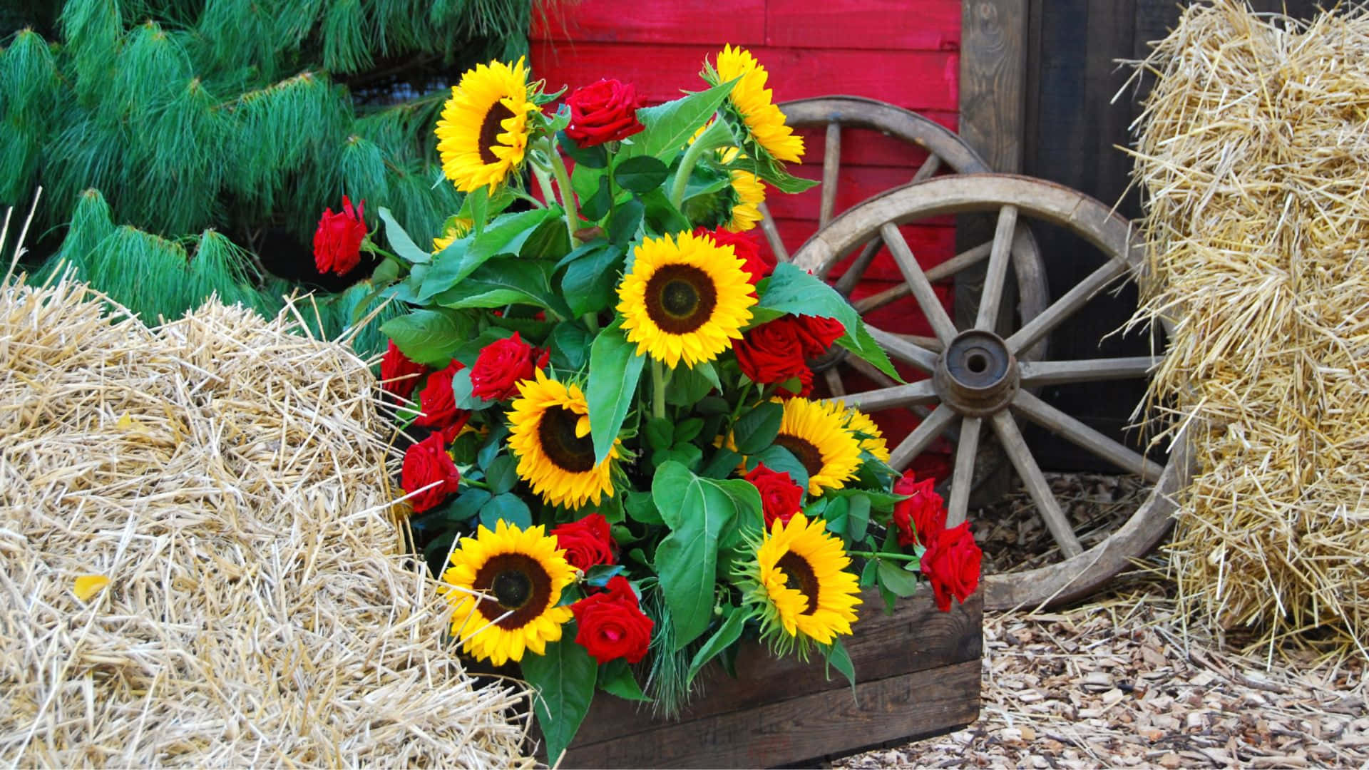 Sunflowers And Roses Garden Pot