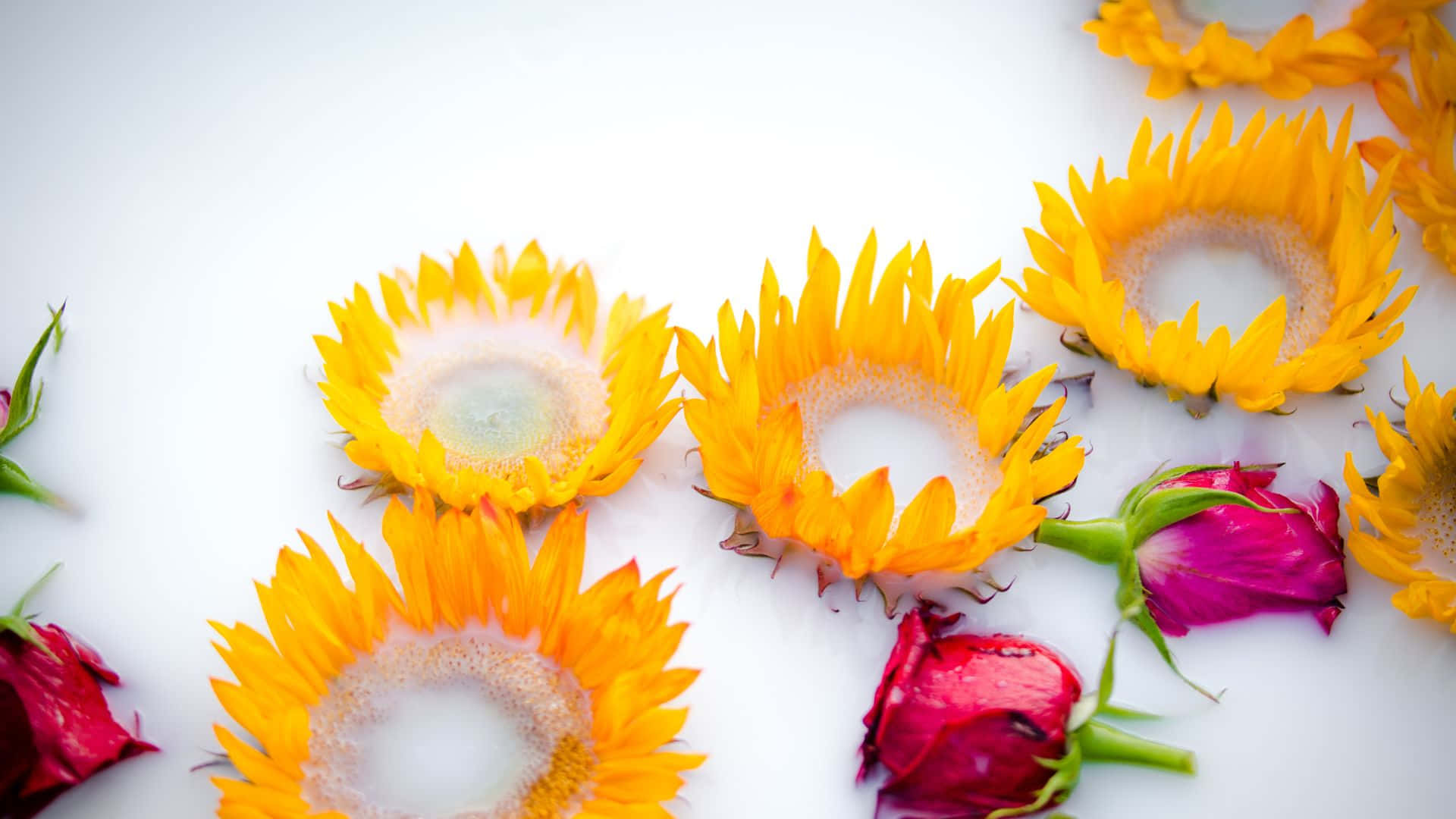 Sunflowers And Roses Petals Background