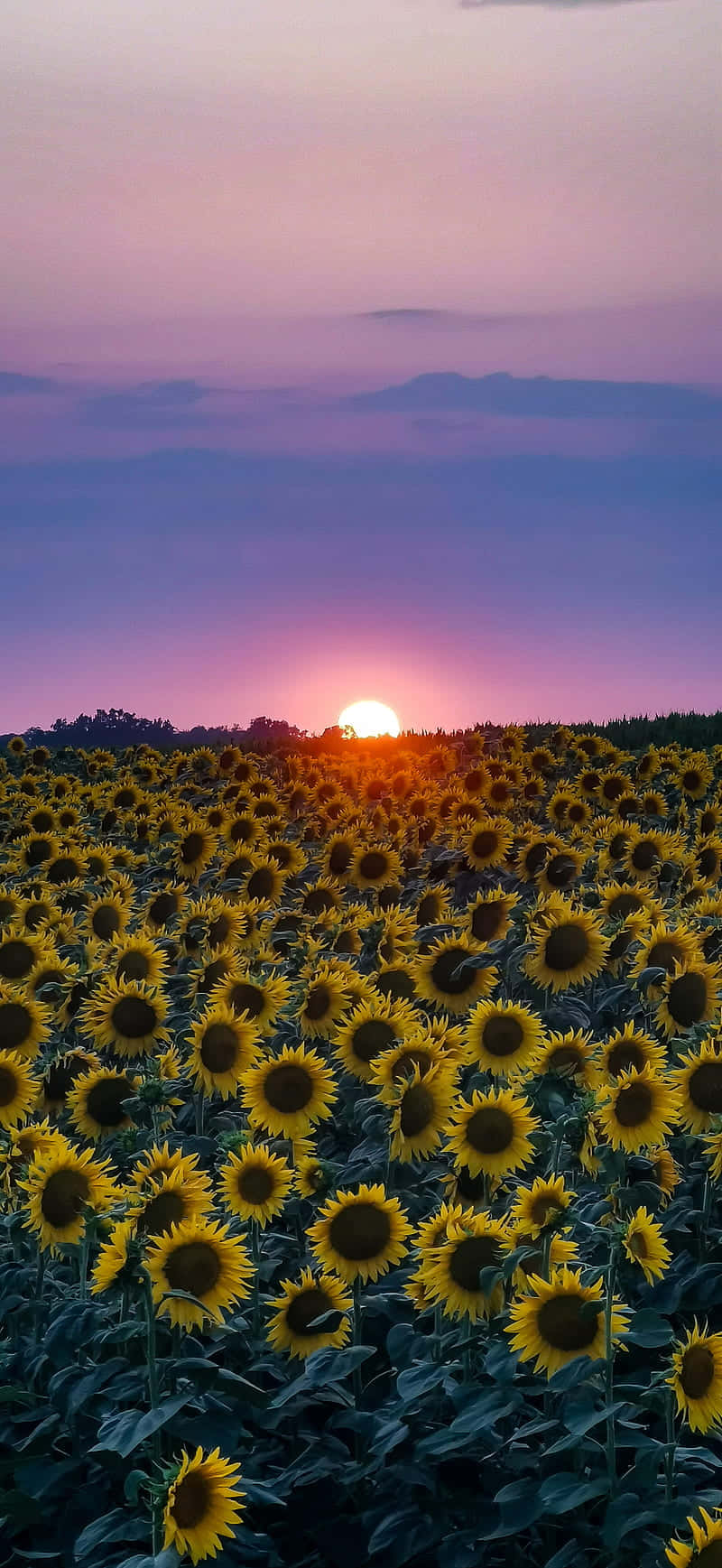 Sunflowers At Sunset By Sarah Mcdonald Background