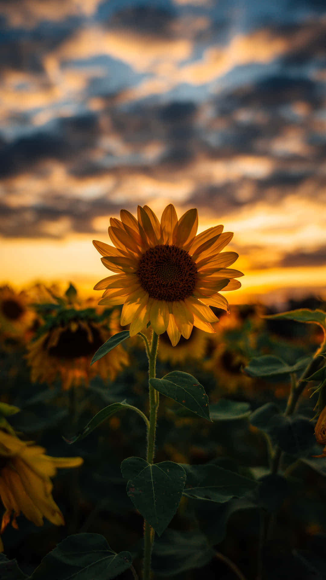 Sunflowers At Sunset By Savannah Mcdonald Background