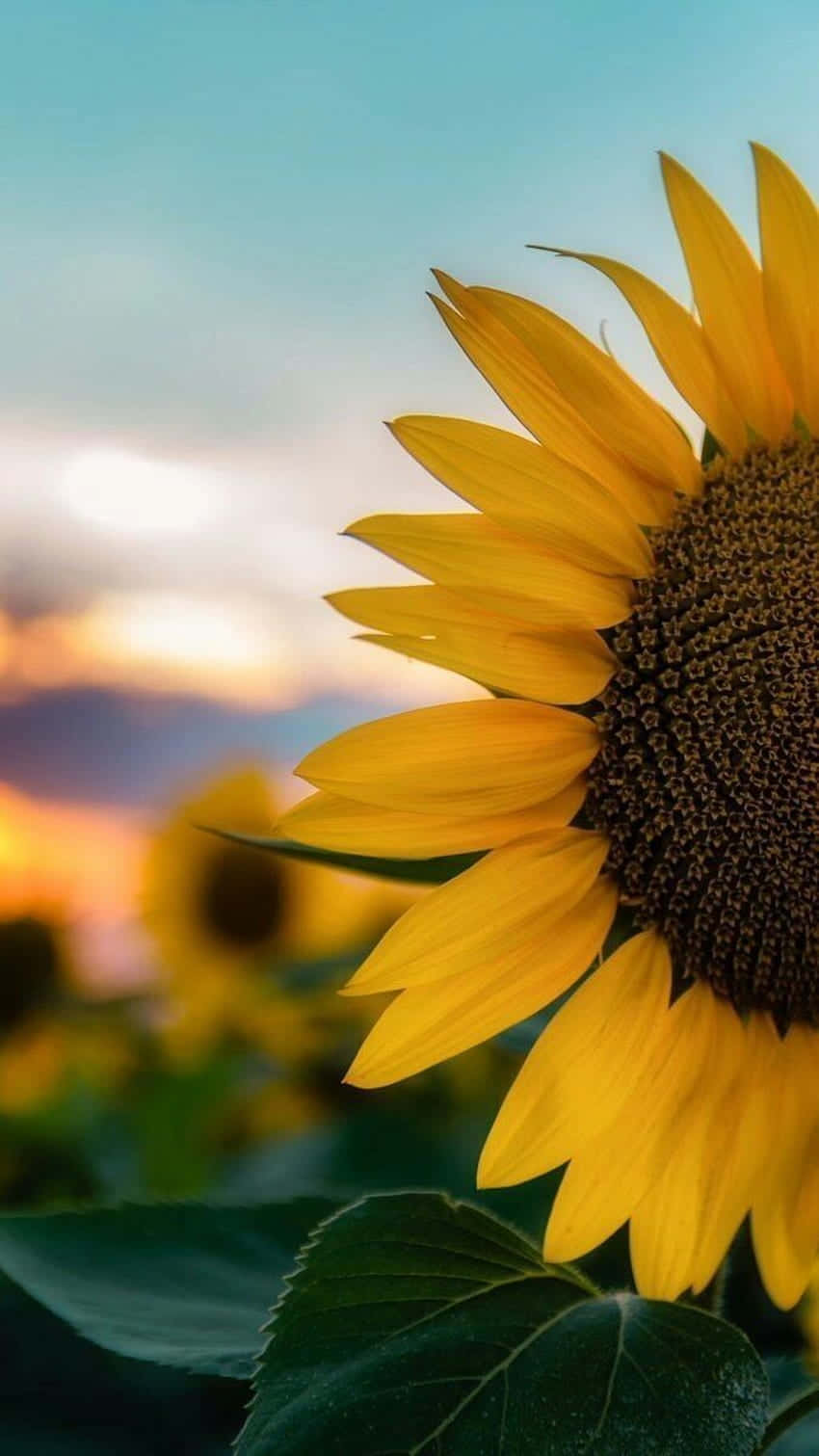 Sunflowers At Sunset Wallpaper Background