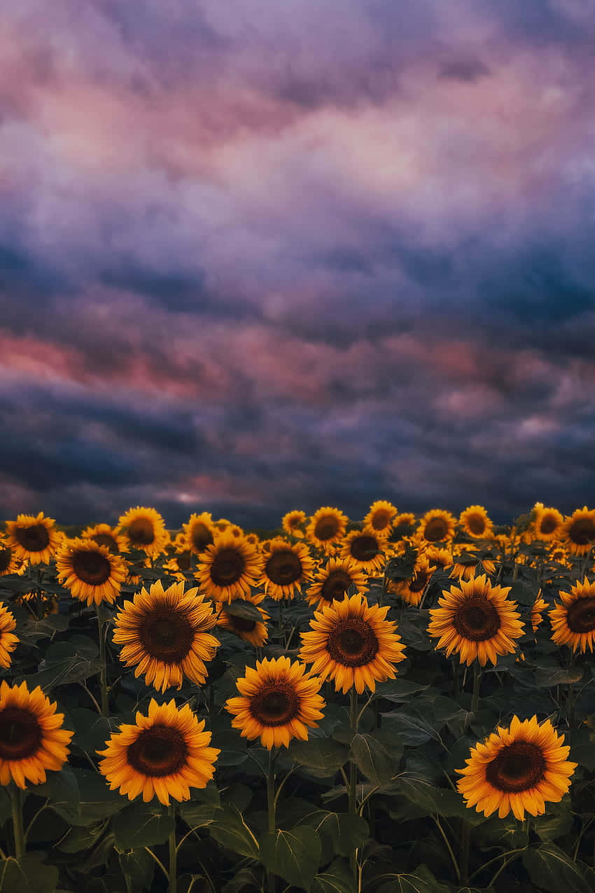 Sunflowers_at_ Twilight.jpg Background
