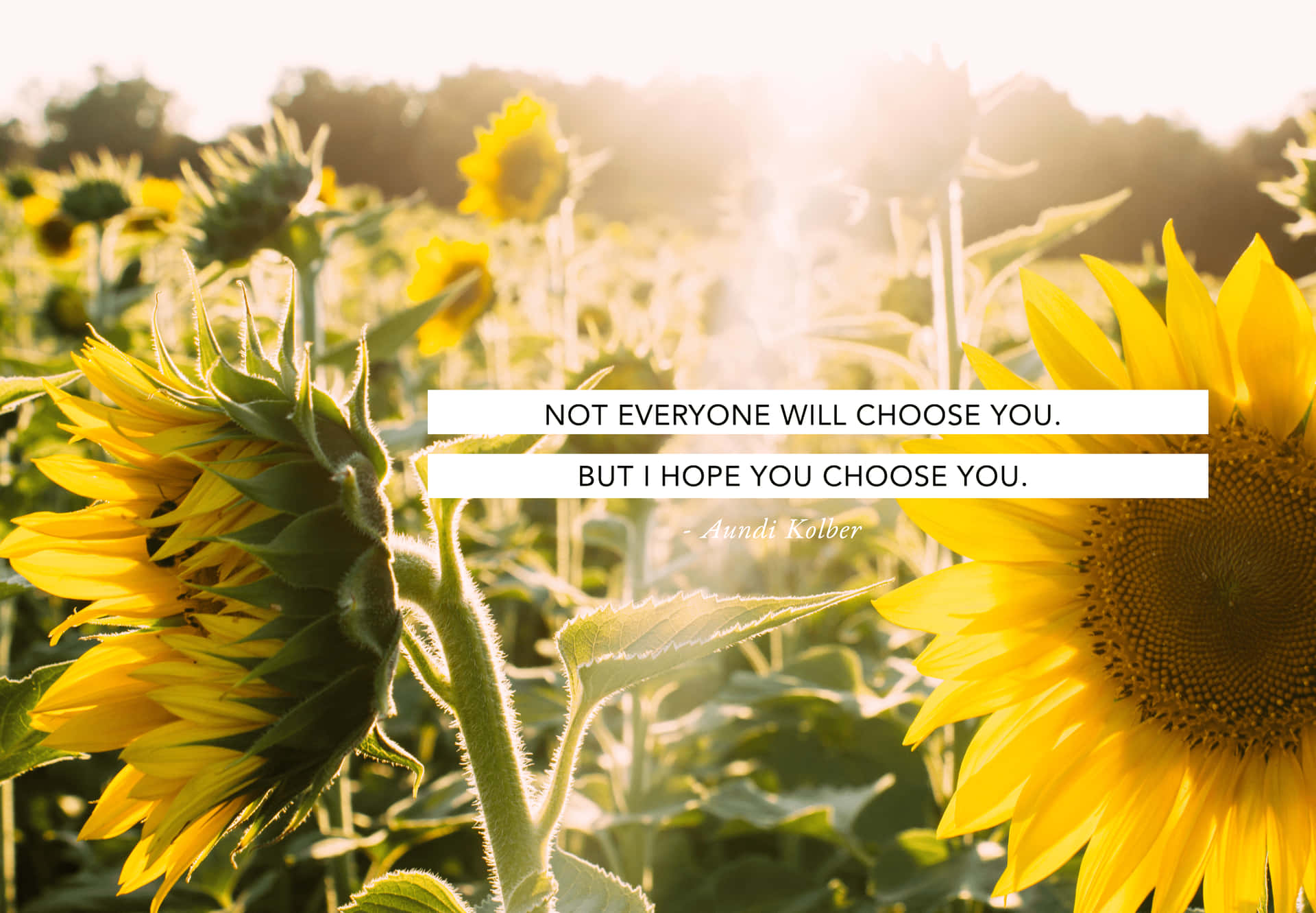 “sunflowers Bring Cheerful Vibes.” Background