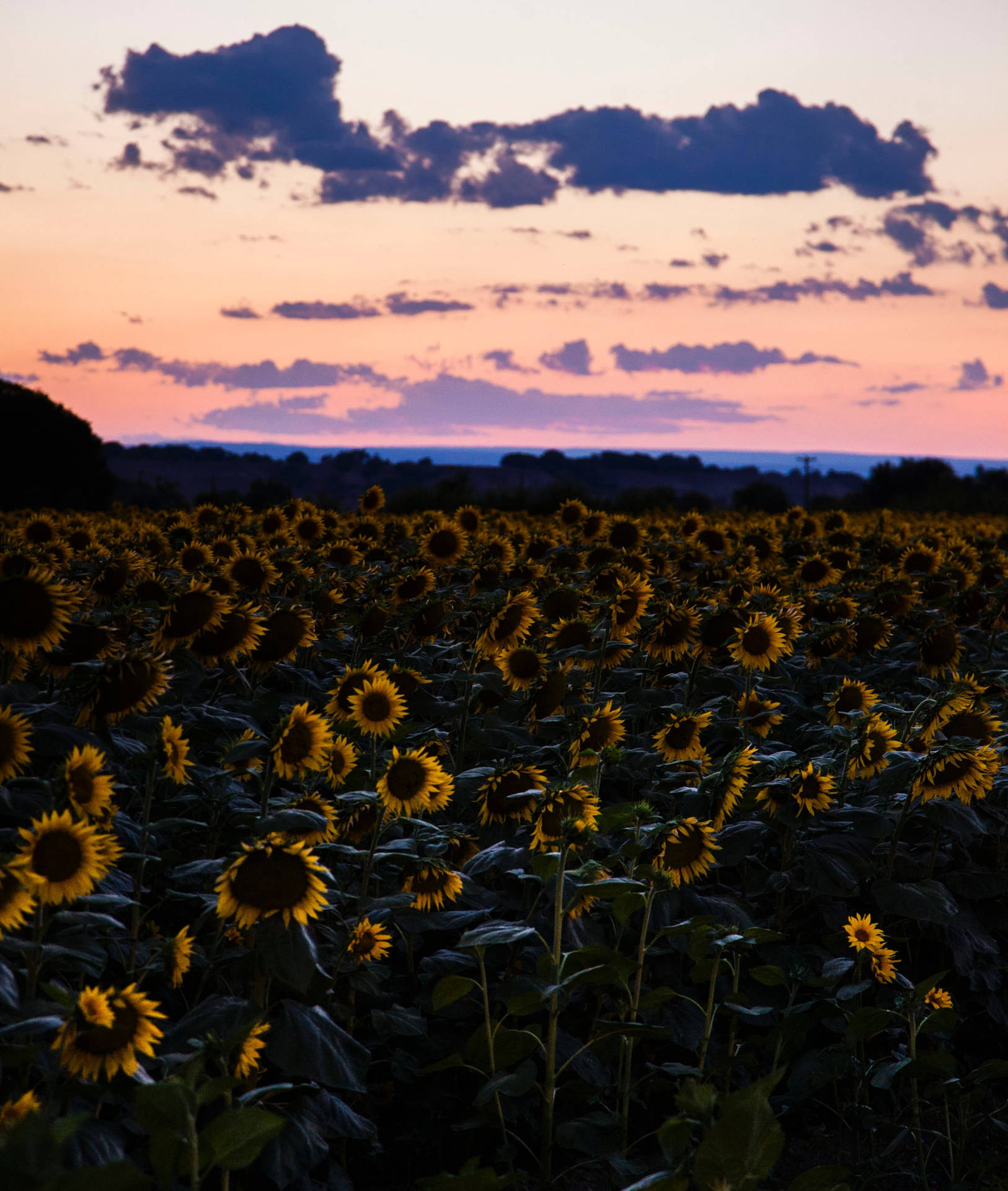 Sunflowers Field And Pink Sky Background