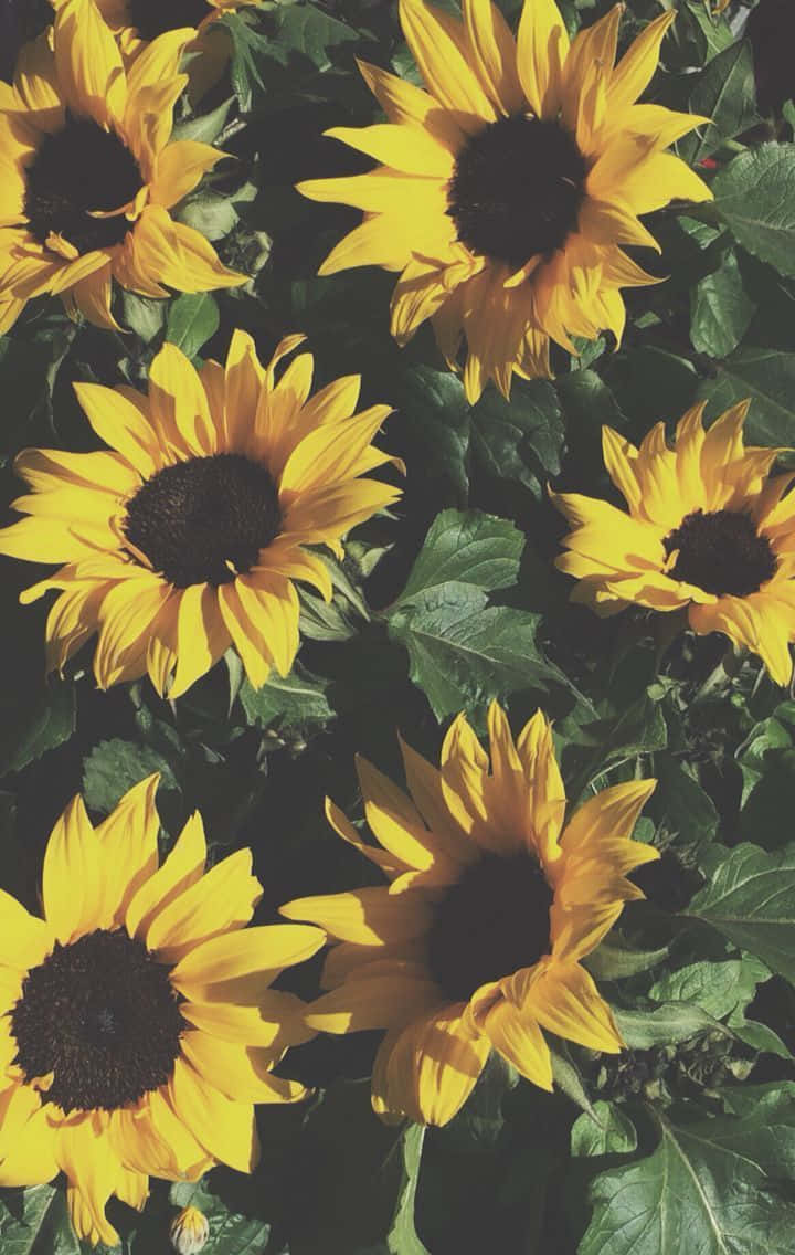 Sunflowers Floral Aesthetic Iphone Background