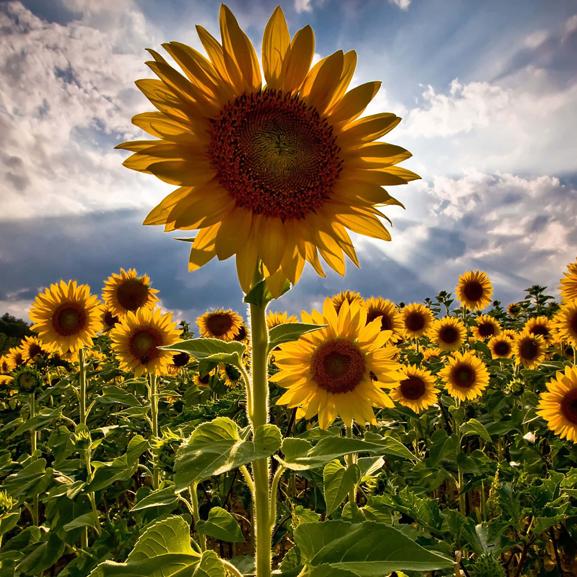 Sunflowers In A Field Background