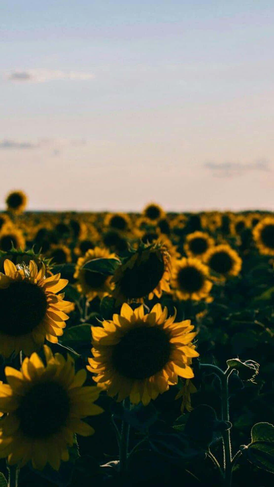 Sunflowers In A Field At Sunset Background