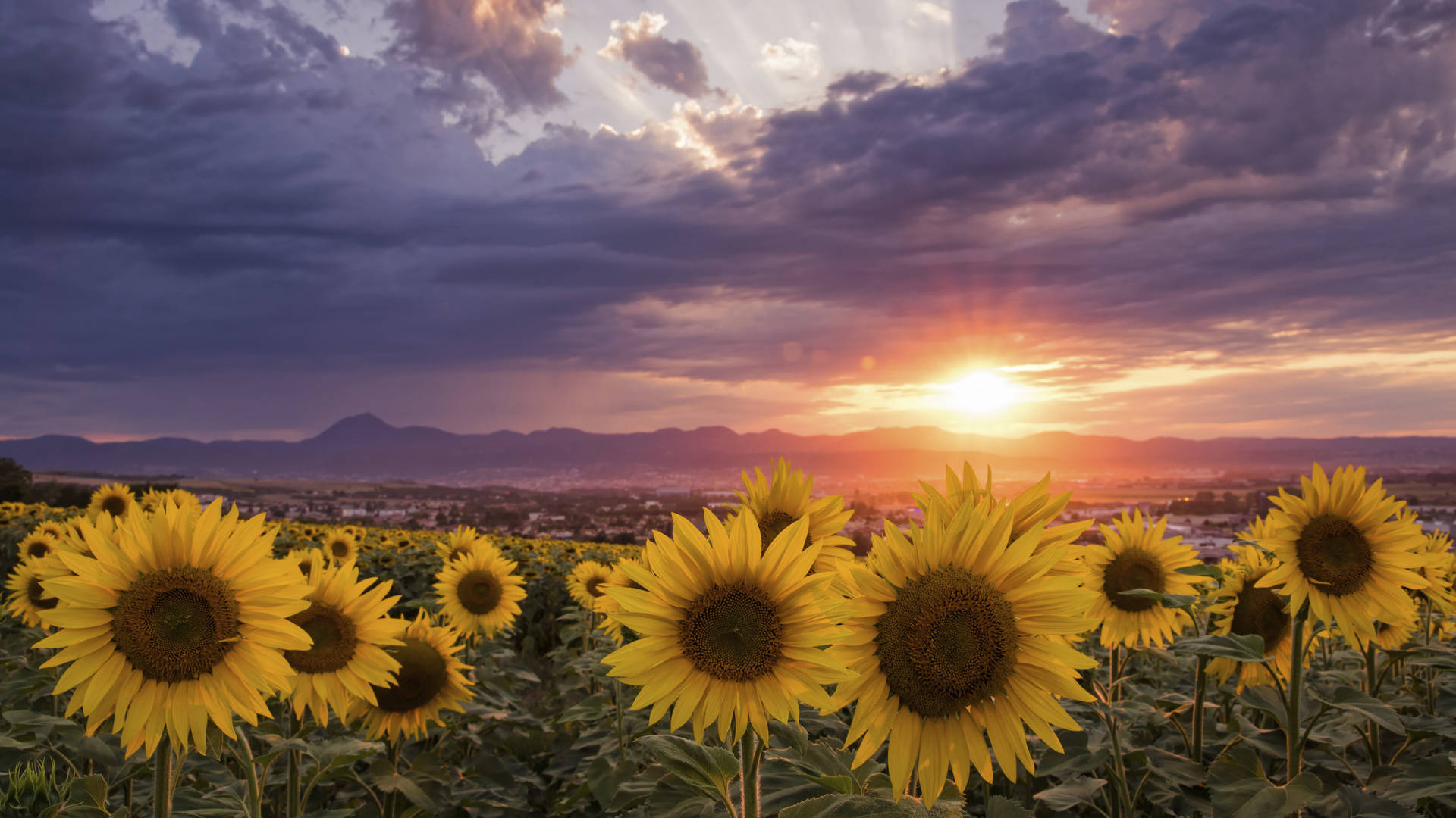 Sunflowers In A Field Background