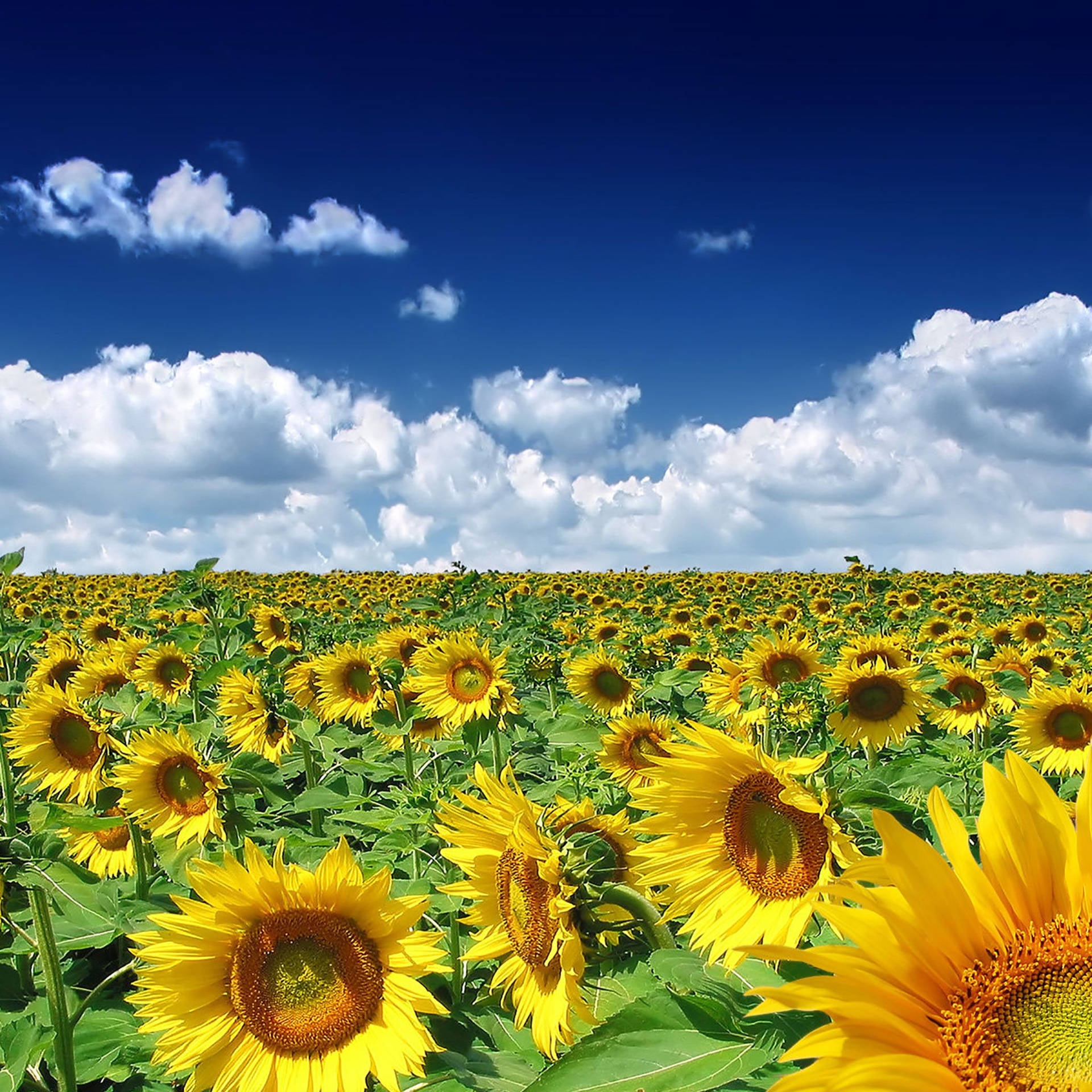 Sunflowers In A Field Under A Blue Sky Background