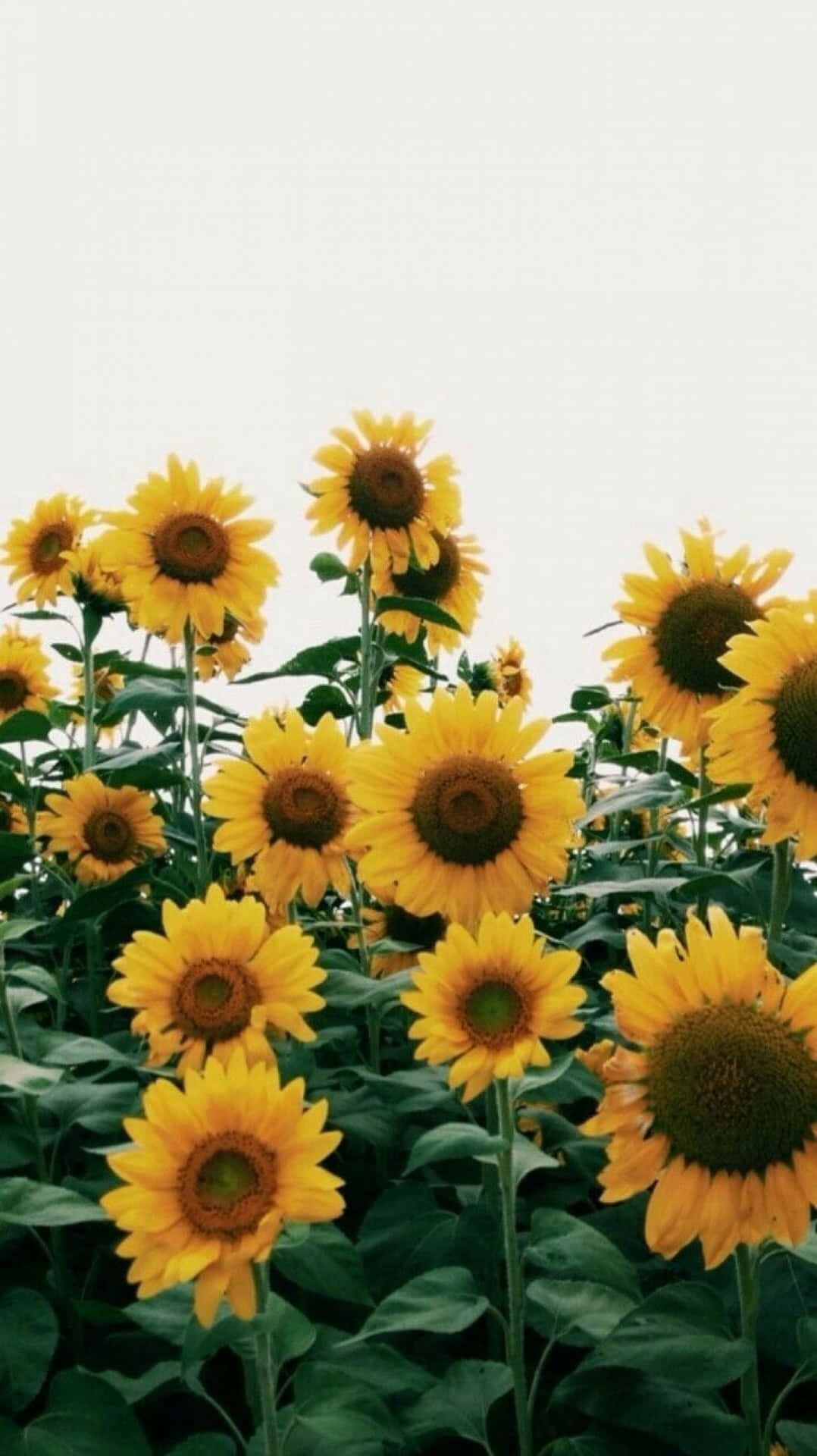 Sunflowers In A Field With A White Background Background