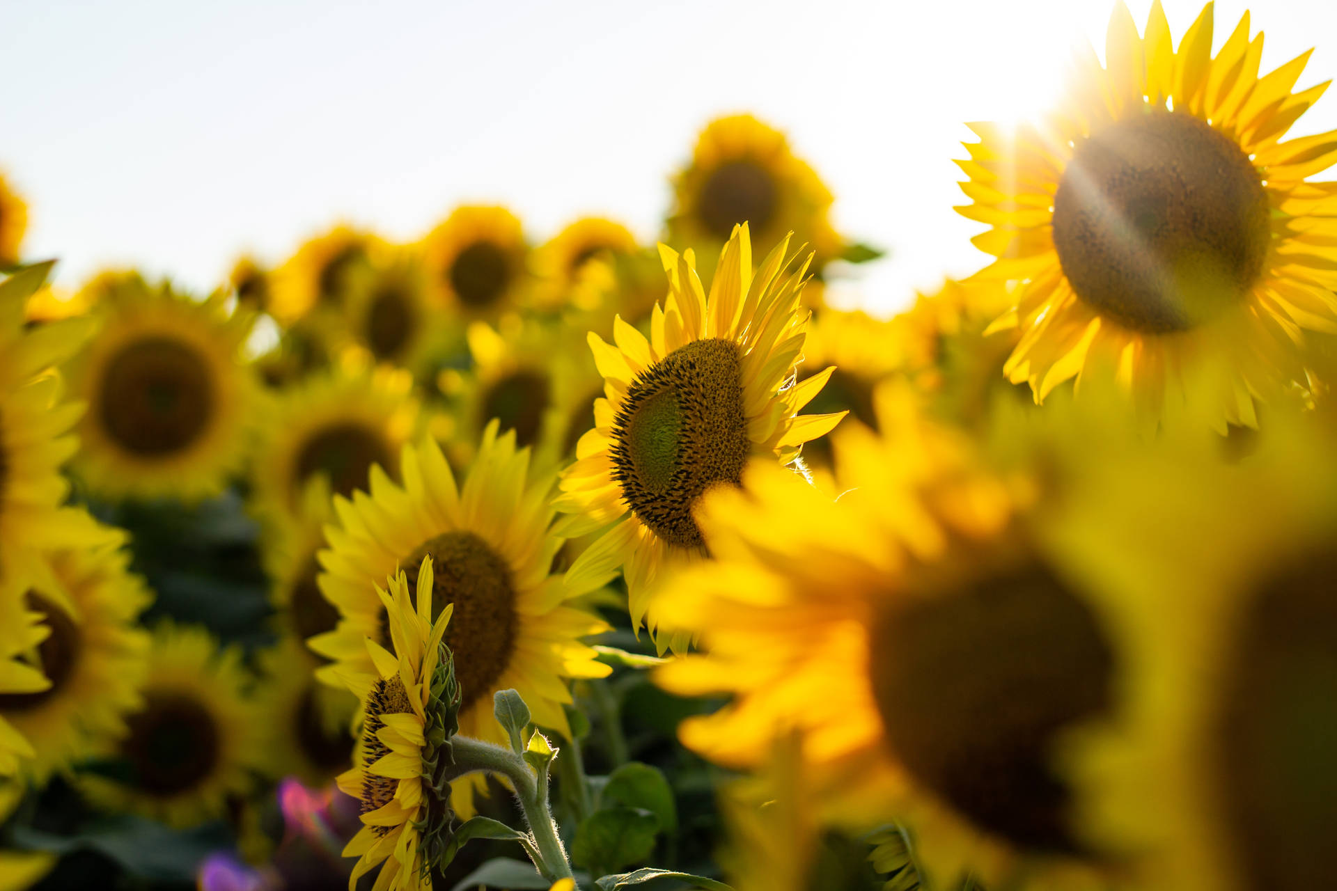 Sunflowers In A Field With The Sun Shining On Them Background