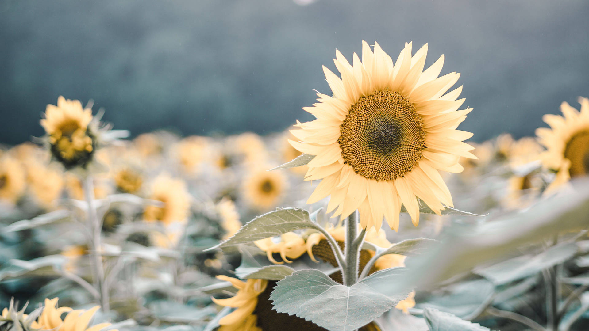 Sunflowers In A Field With Trees In The Background Background