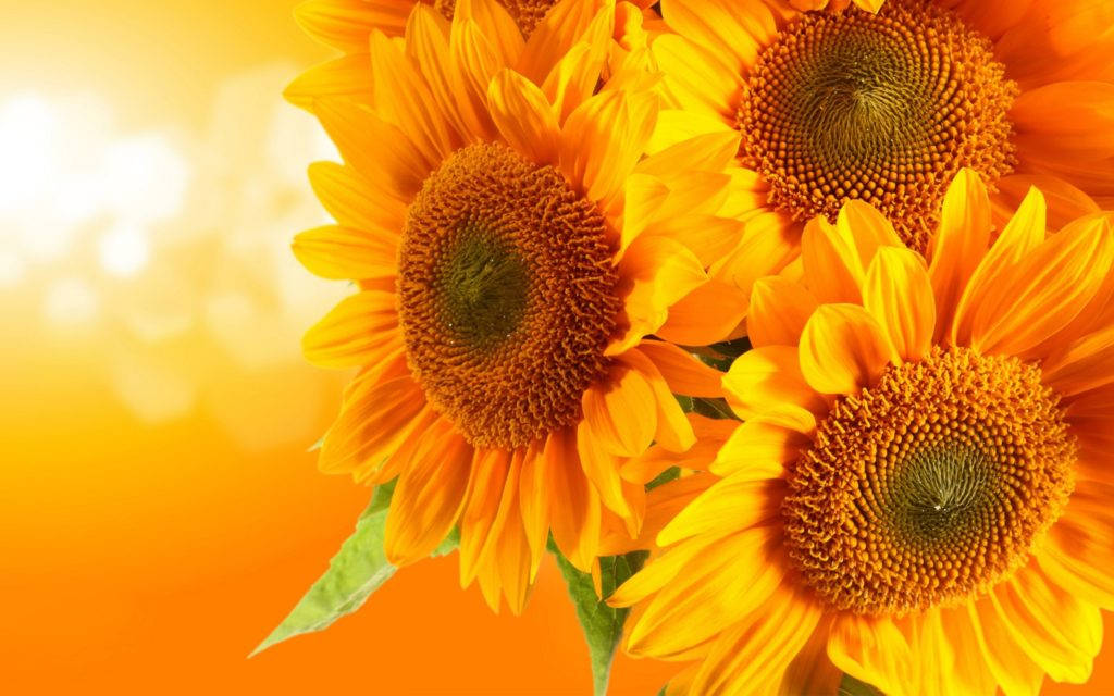 Sunflowers In Orange And Yellow Background Background