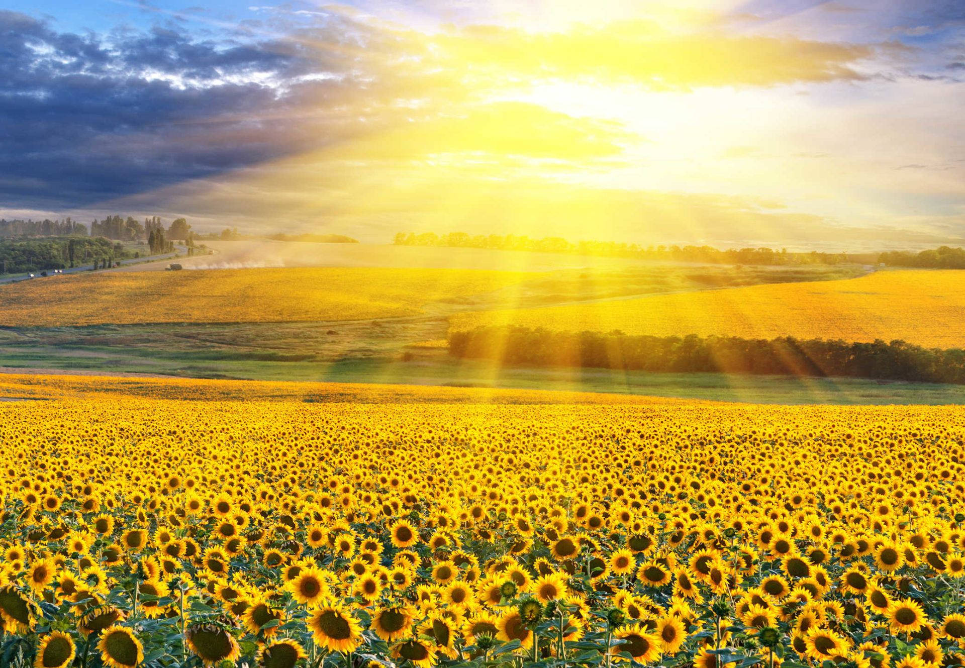 Sunflowers In Summer Season Background