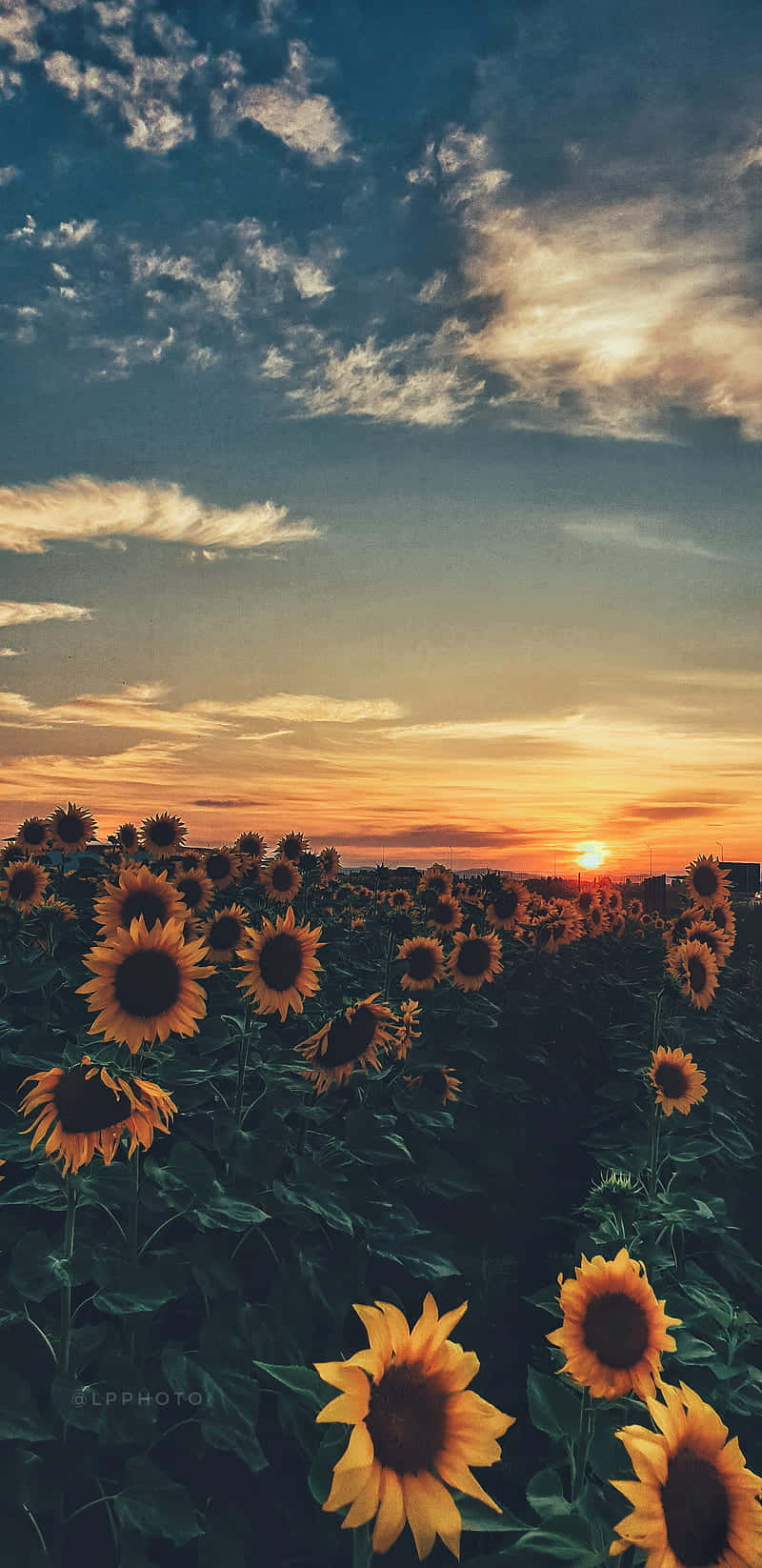 Sunflowers In The Field At Sunset Background