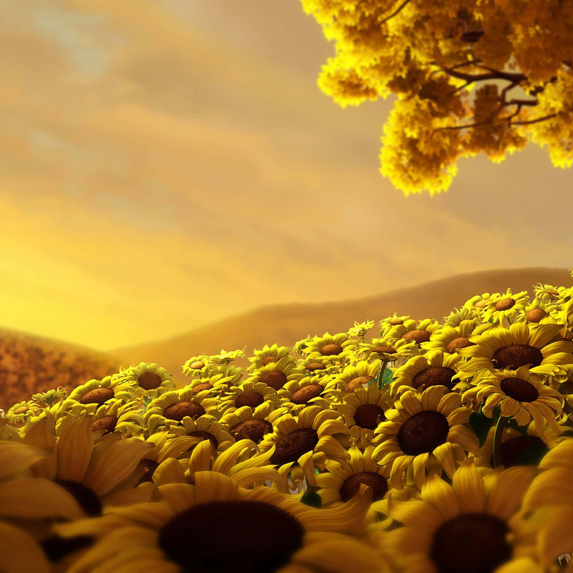 Sunflowers In The Field At Sunset Background